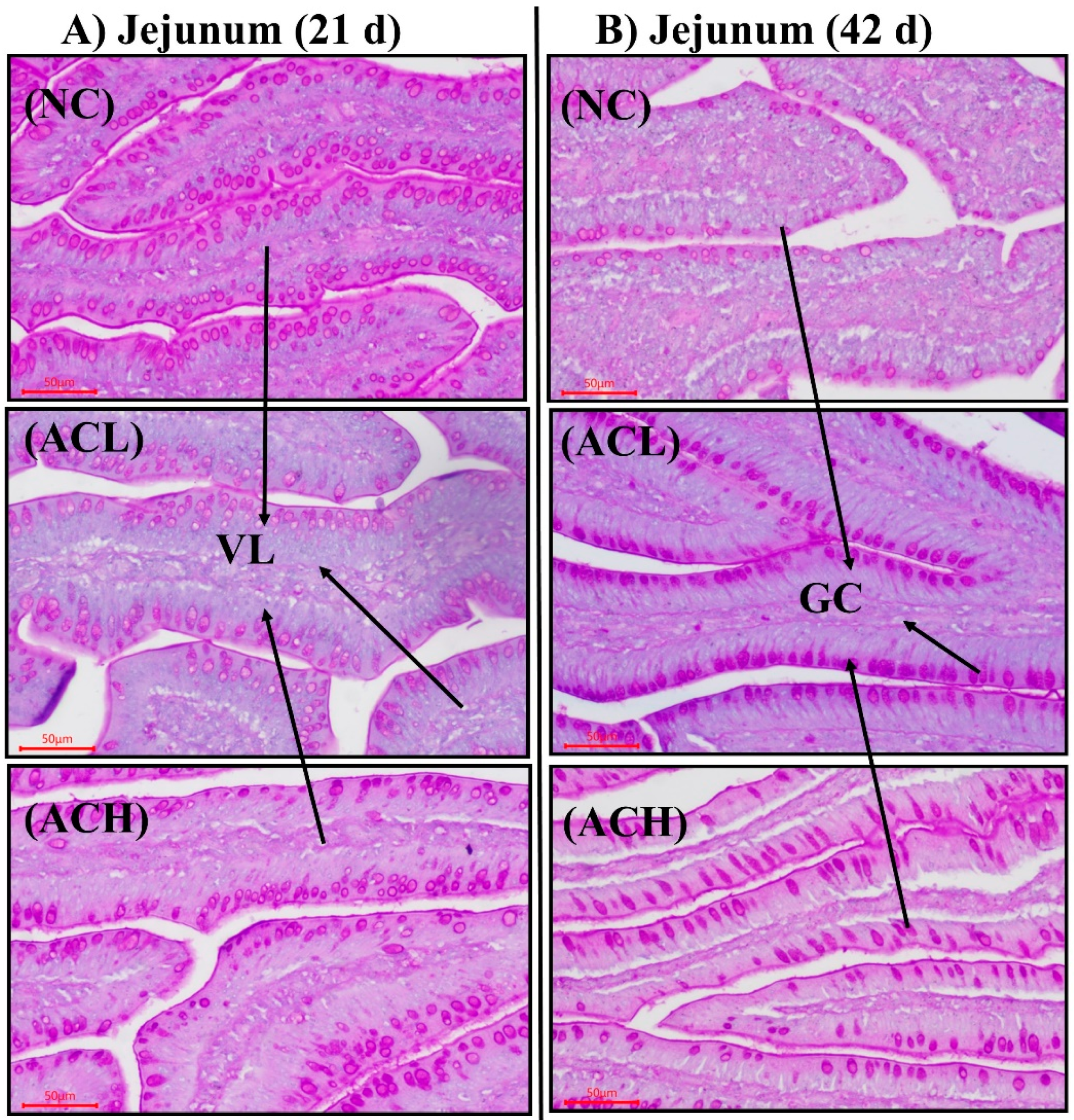 Animals 11 02832 g002 550