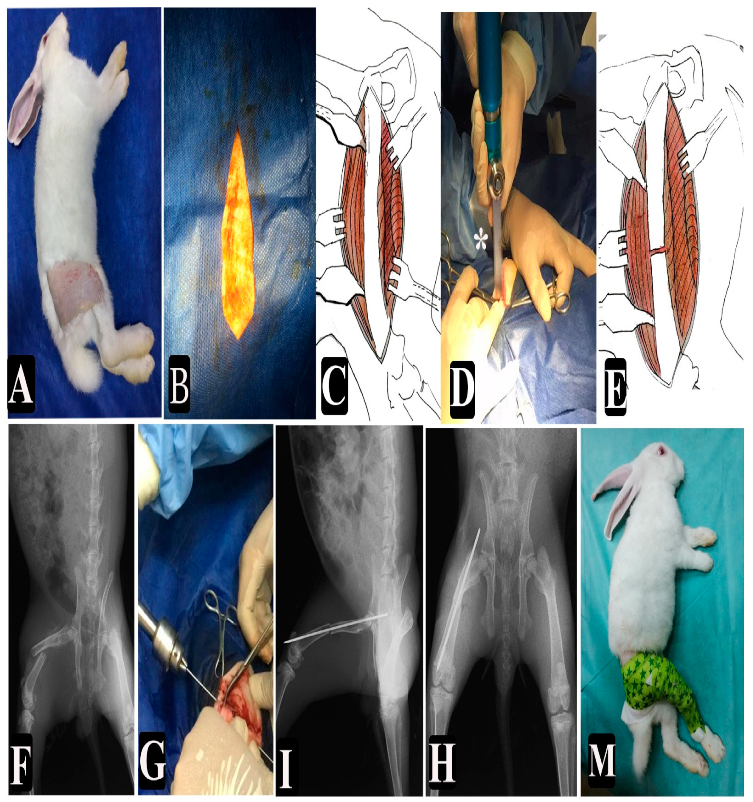 Animals 11 02834 g001