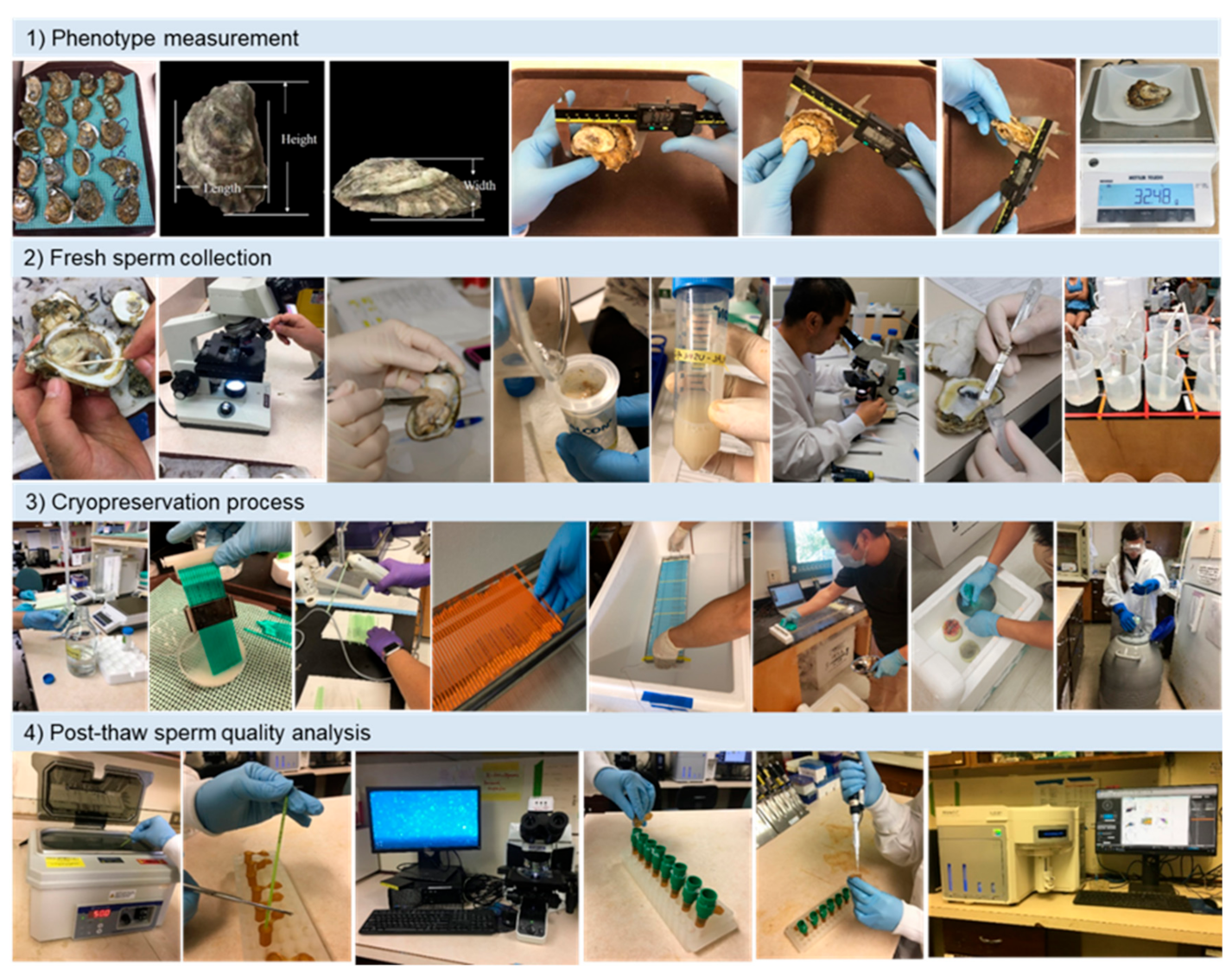 Animals 11 02836 g002 550