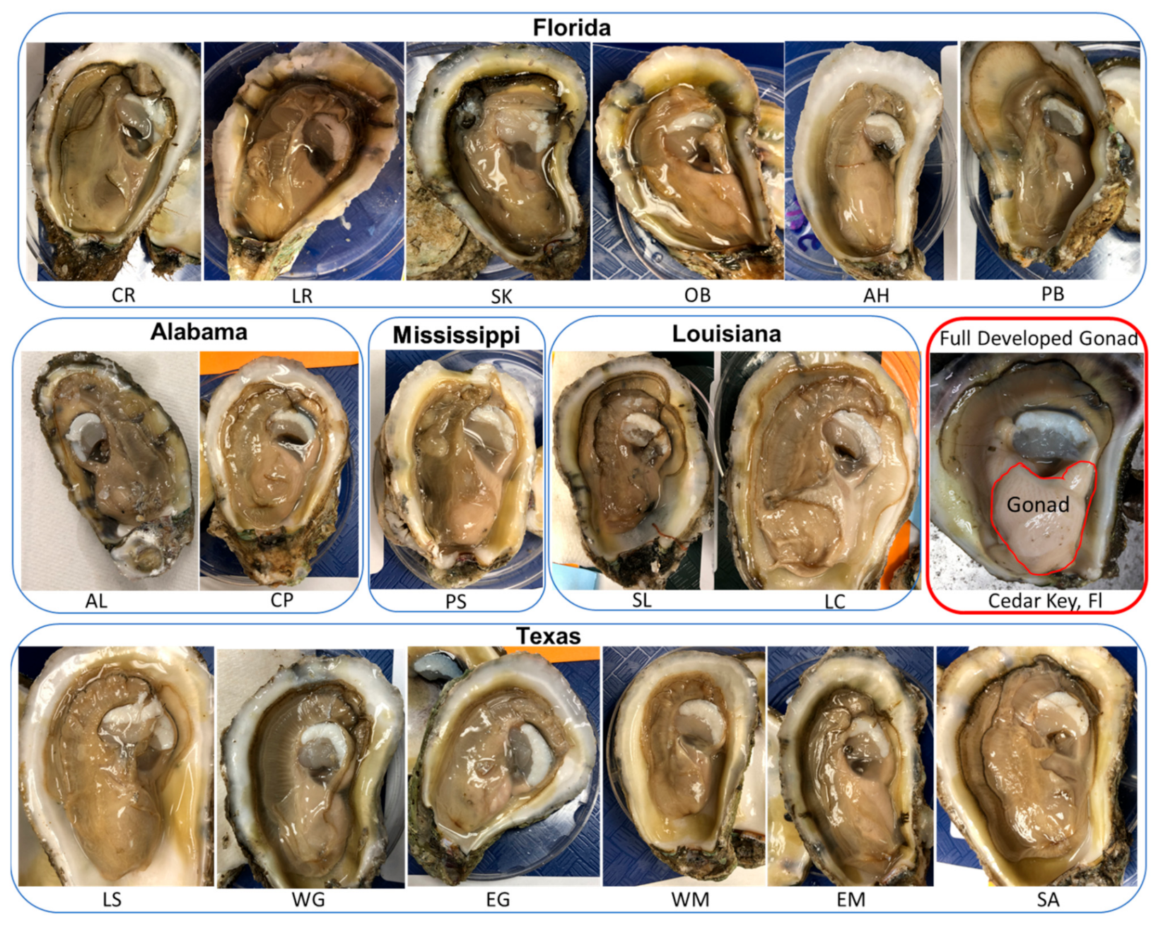 Animals 11 02836 g004 550