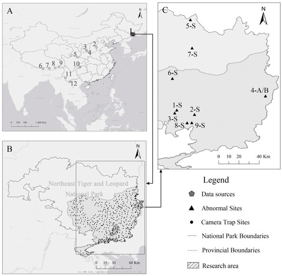 White Tiger  Encyclopedia MDPI