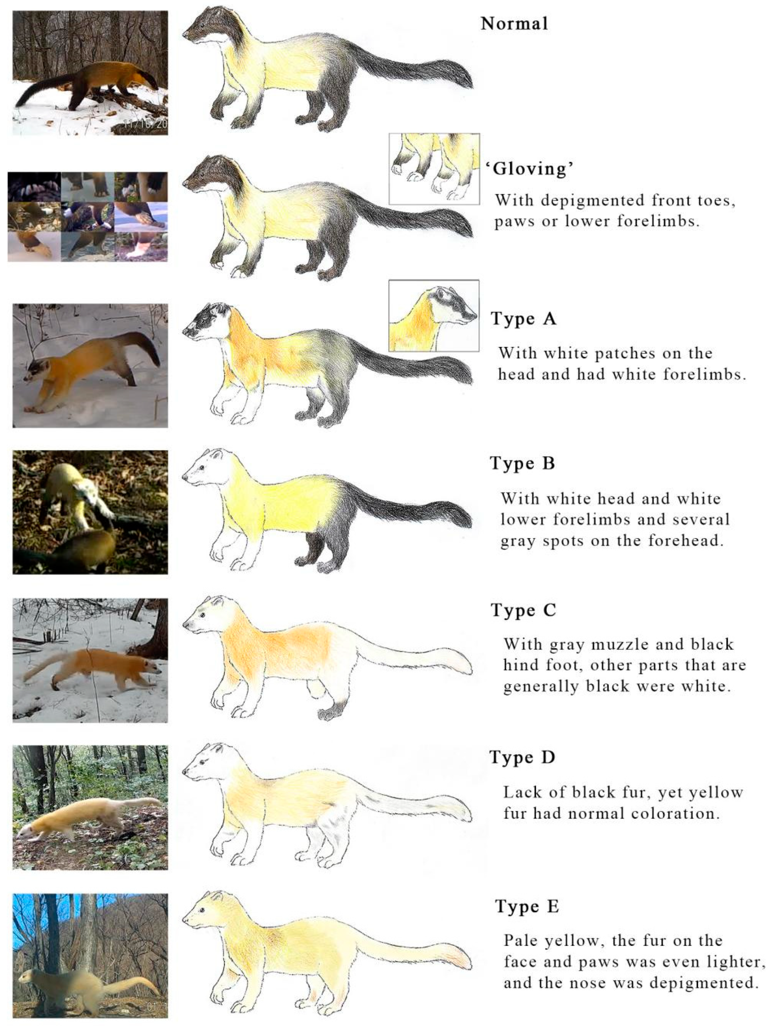 Animals 11 02838 g002