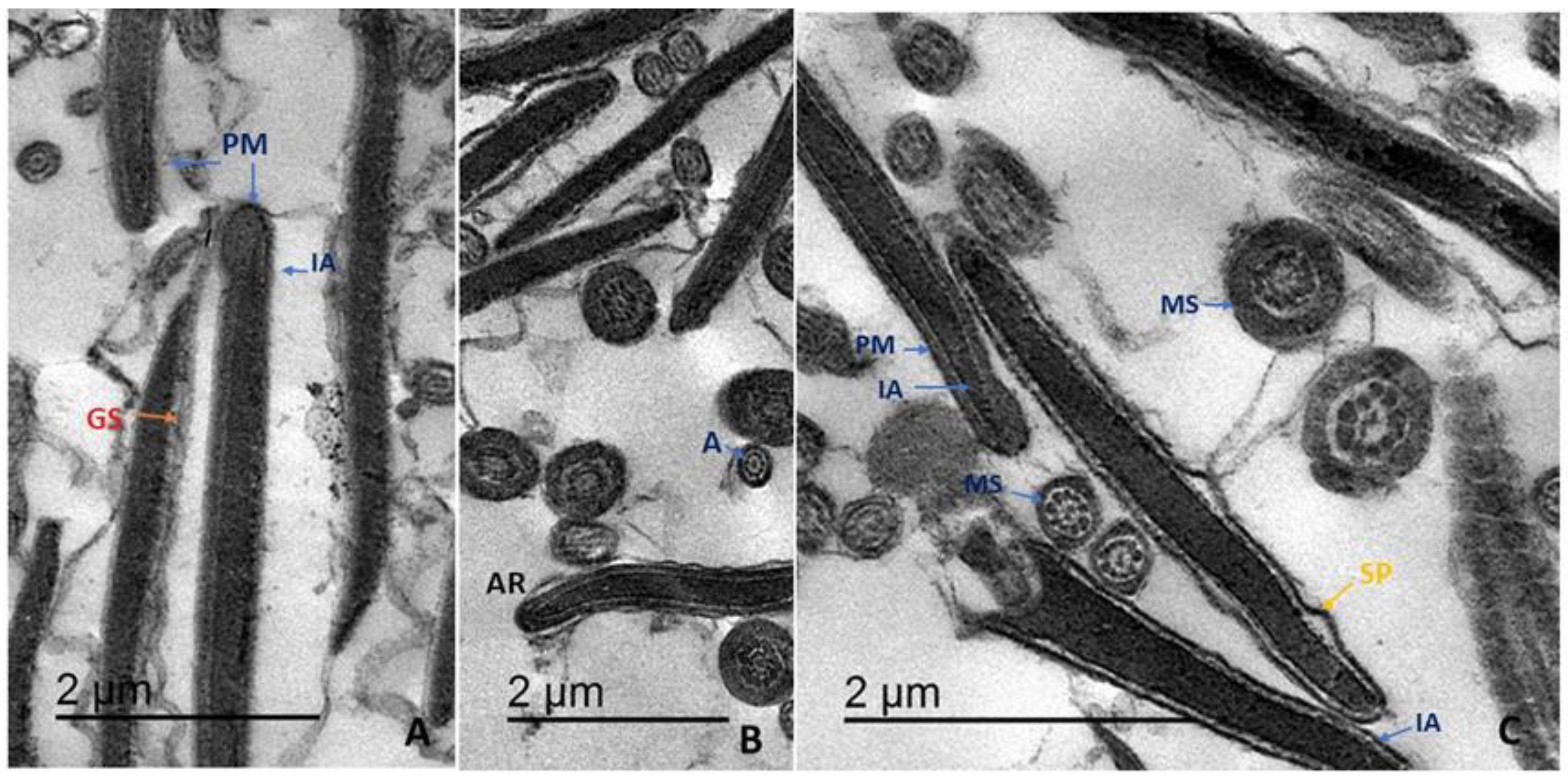 Animals 11 02840 g001a