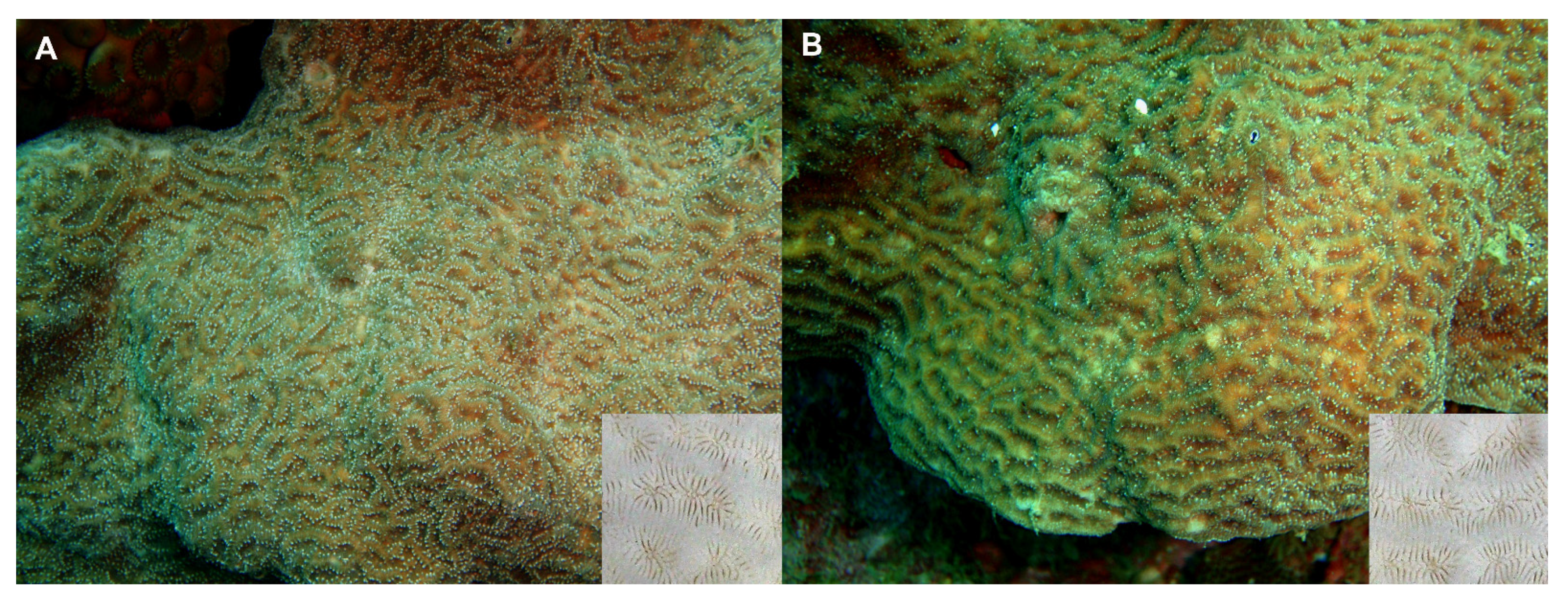 Animals 11 02847 g002