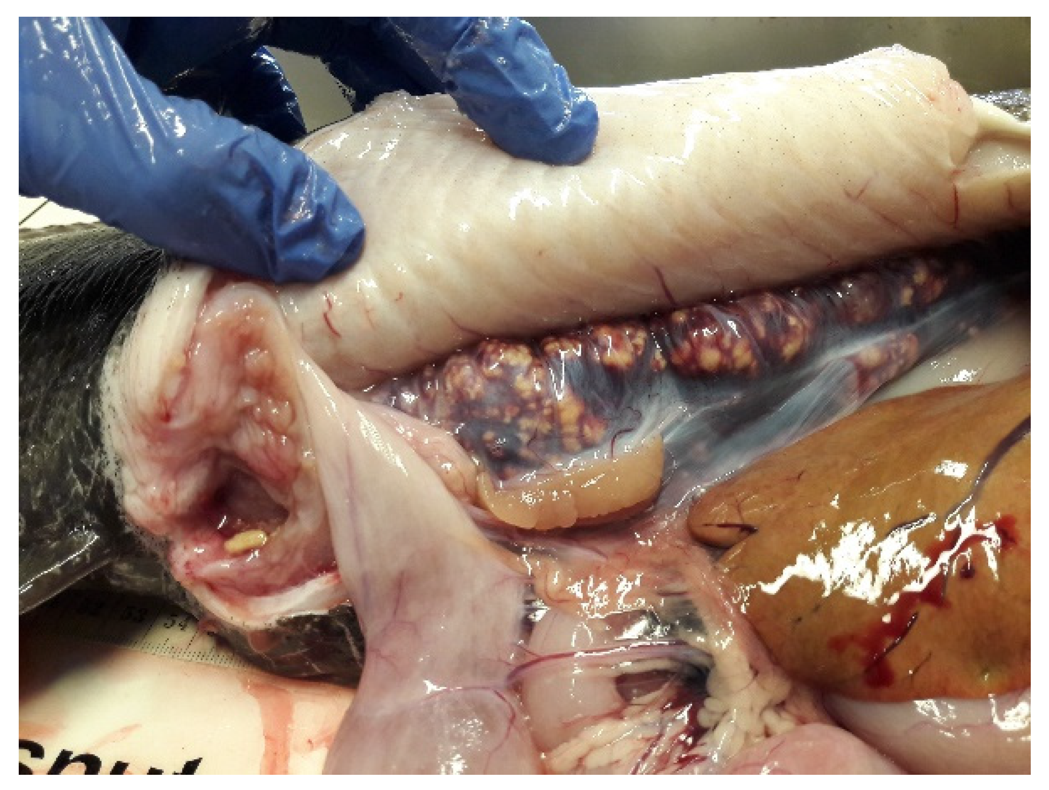 Animals 11 02849 g003 Animals 11 02849 g003