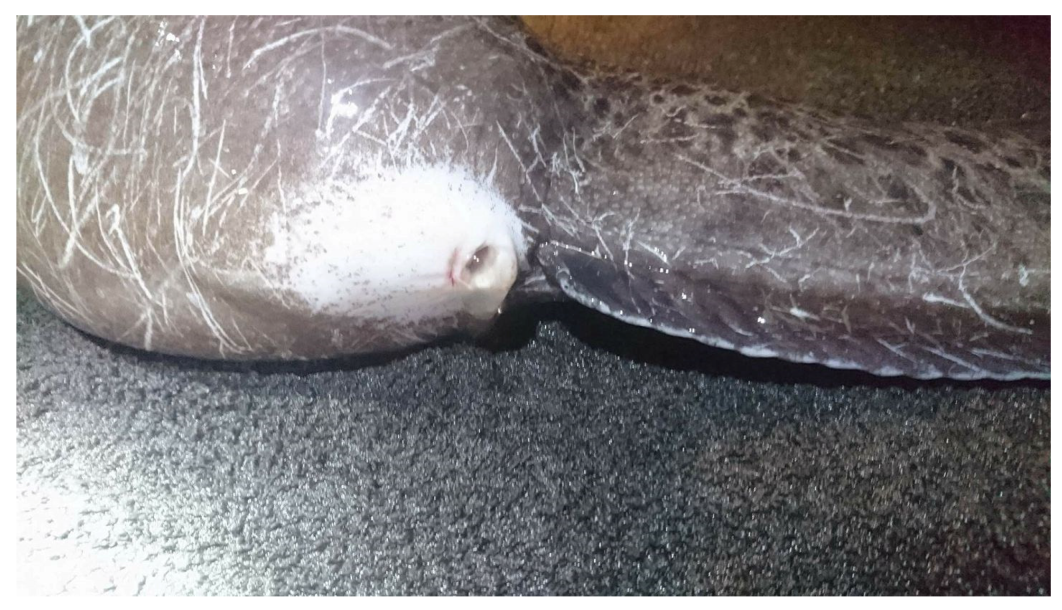 Animals 11 02849 g004 Animals 11 02849 g004