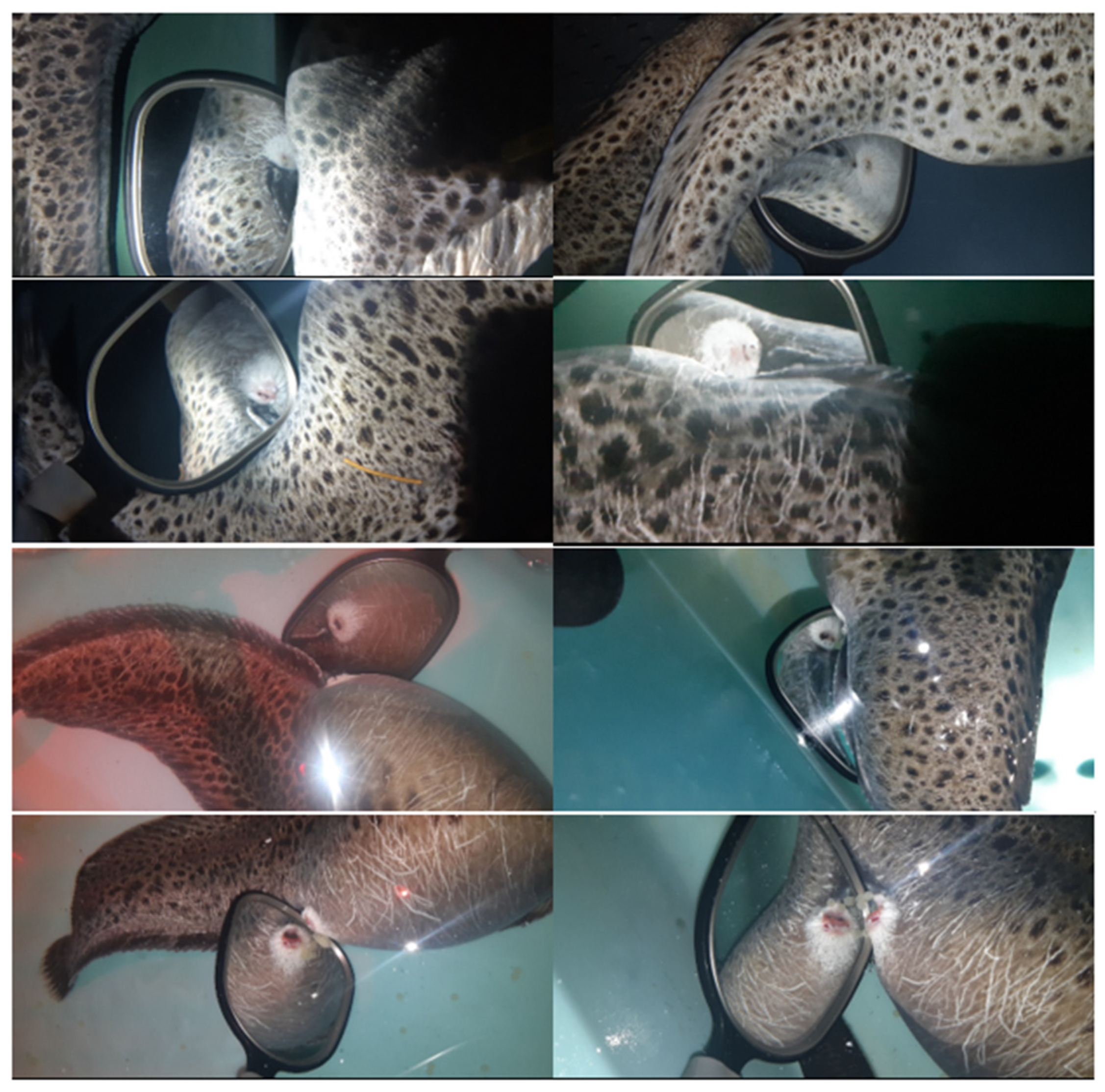 Animals 11 02849 g005 Animals 11 02849 g005