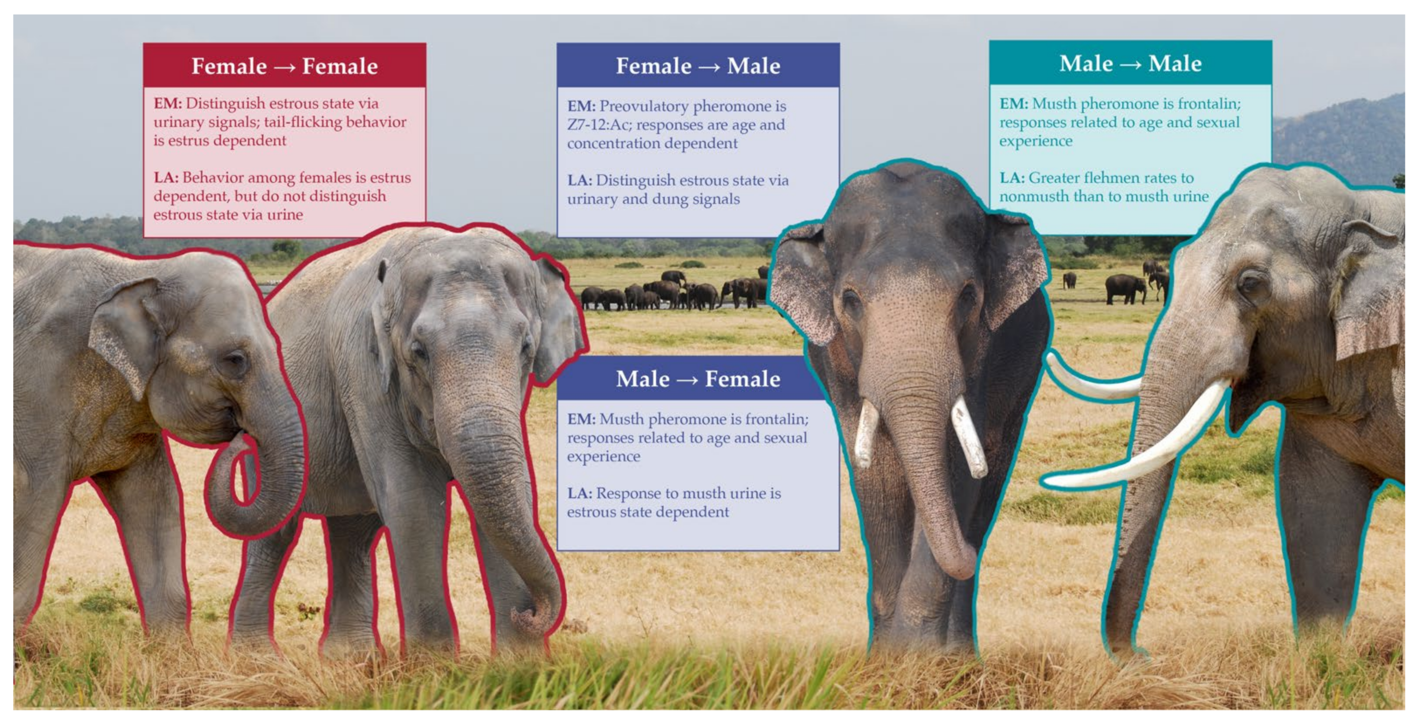 Animals | Free Full-Text | The Chemical Ecology of Elephants: 21st Century  Additions to Our Understanding and Future Outlooks