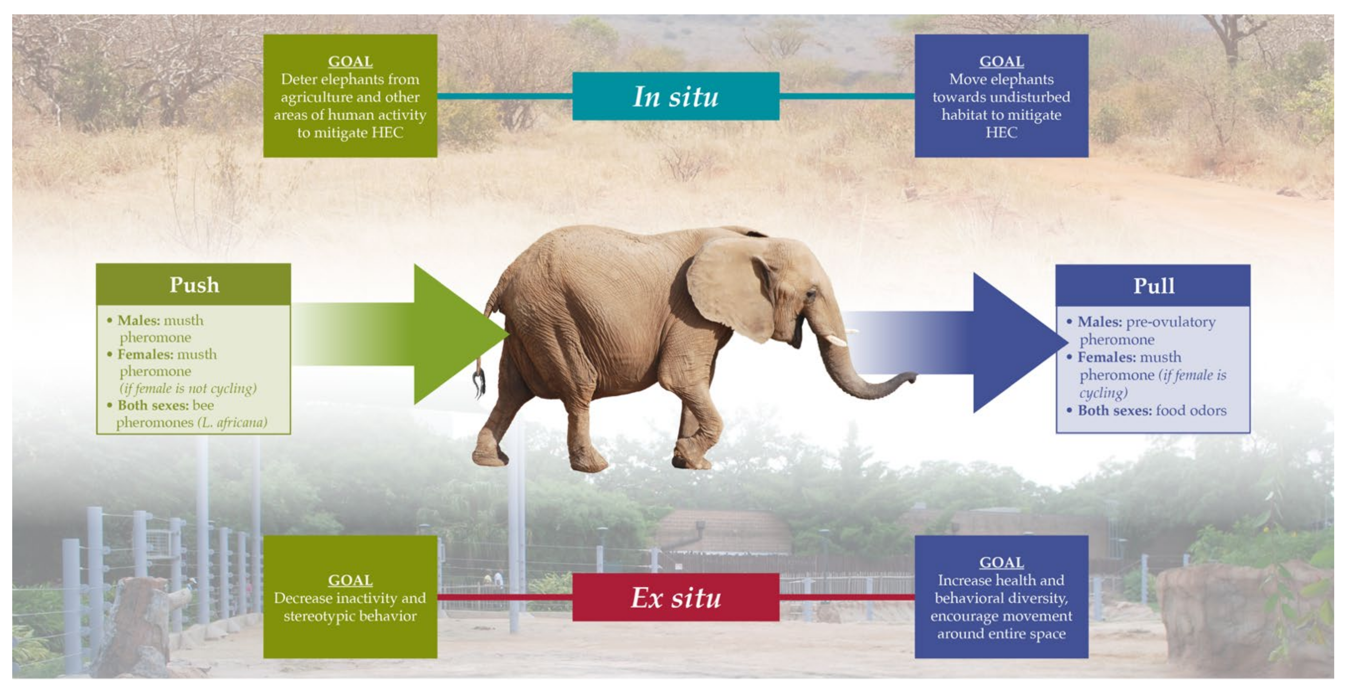Animals | Free Full-Text | The Chemical Ecology of Elephants: 21st Century  Additions to Our Understanding and Future Outlooks