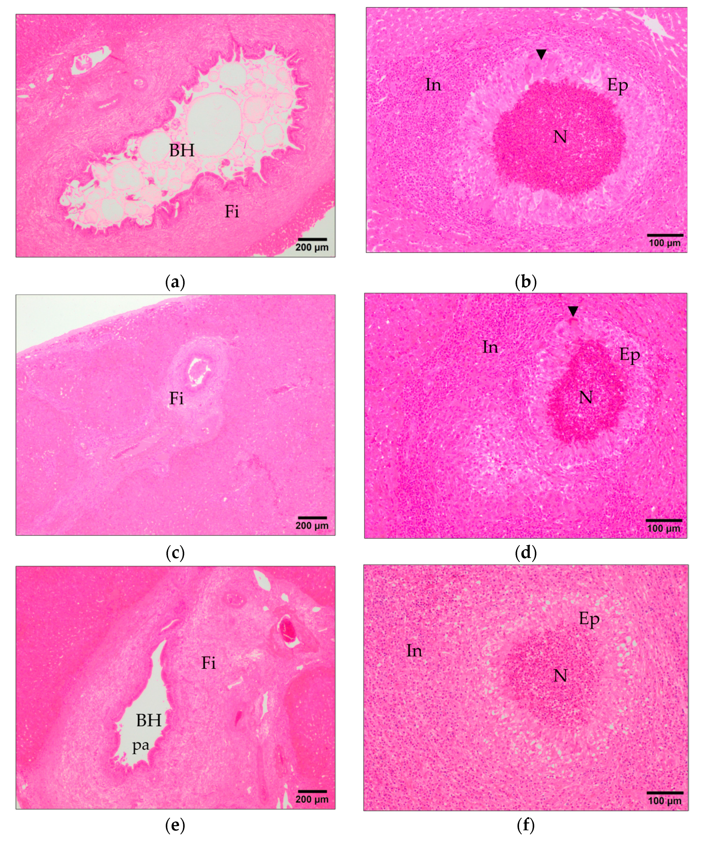 Animals 11 02869 g003