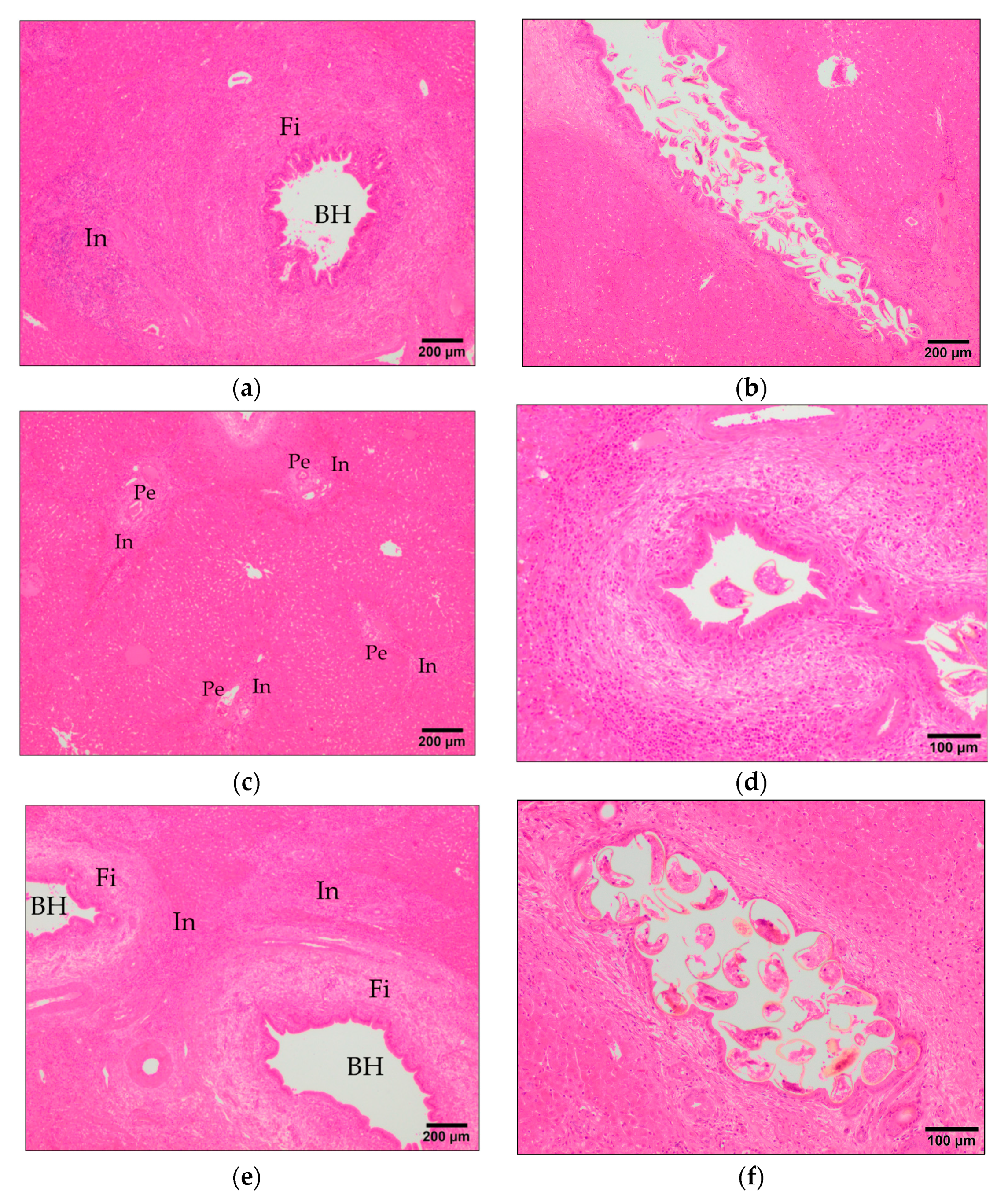 Animals 11 02869 g004