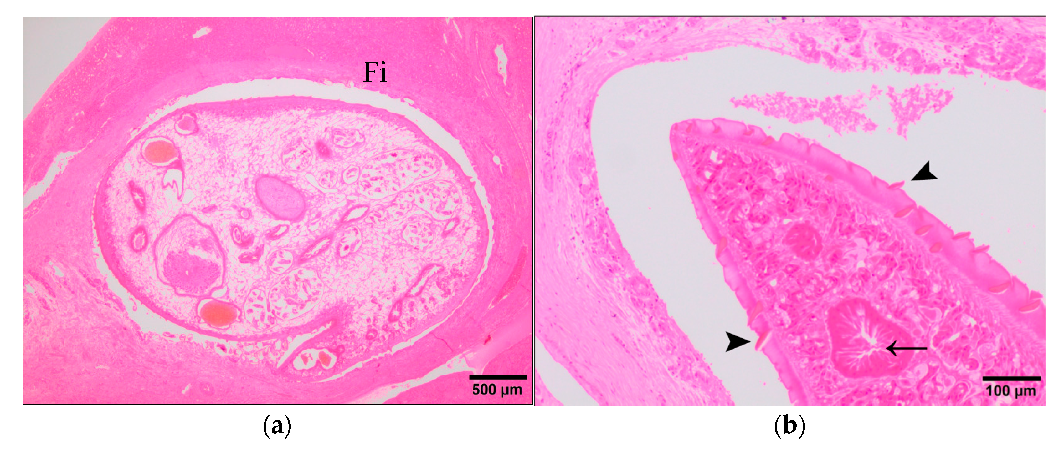 Animals 11 02869 g005a