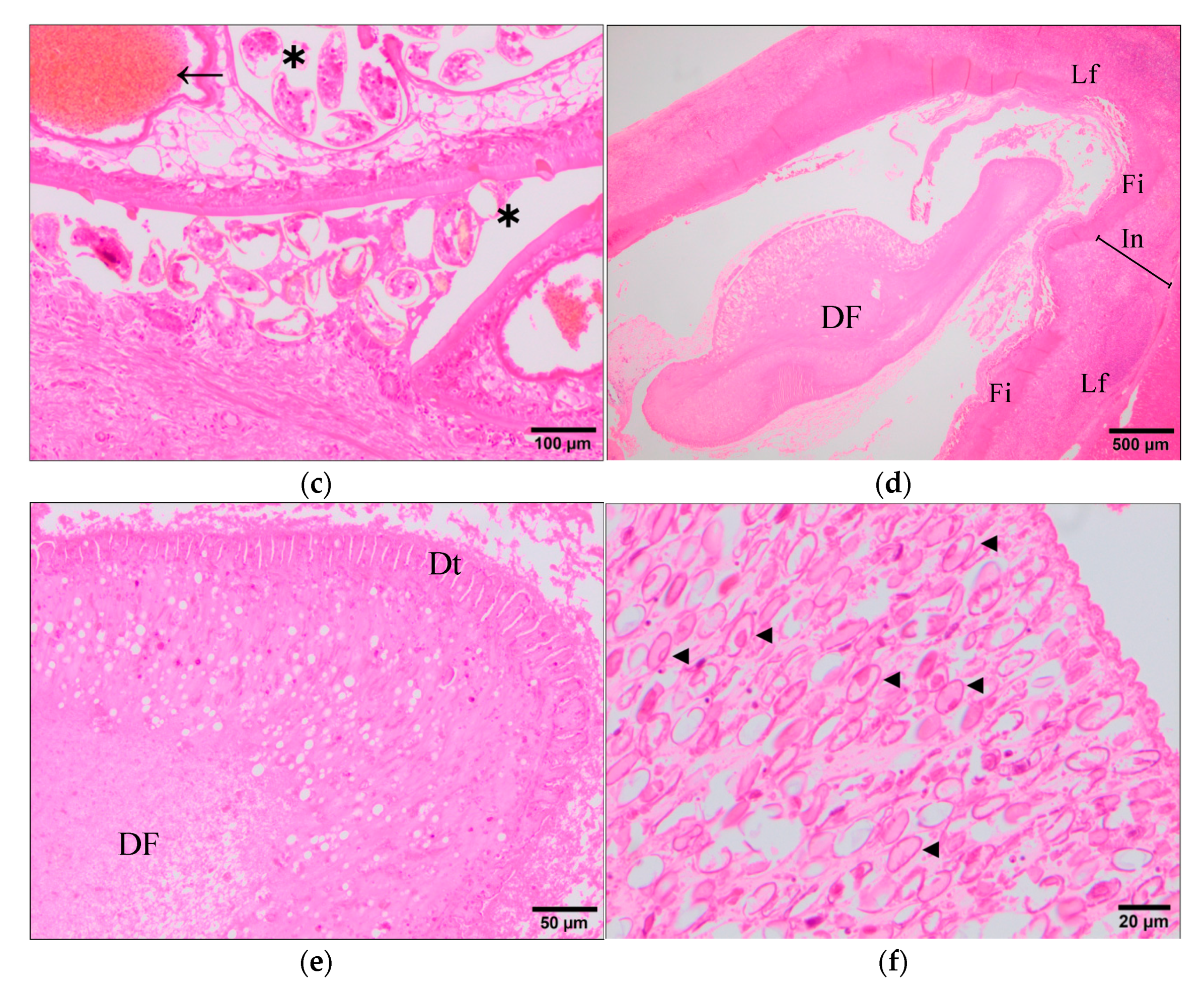 Animals 11 02869 g005b