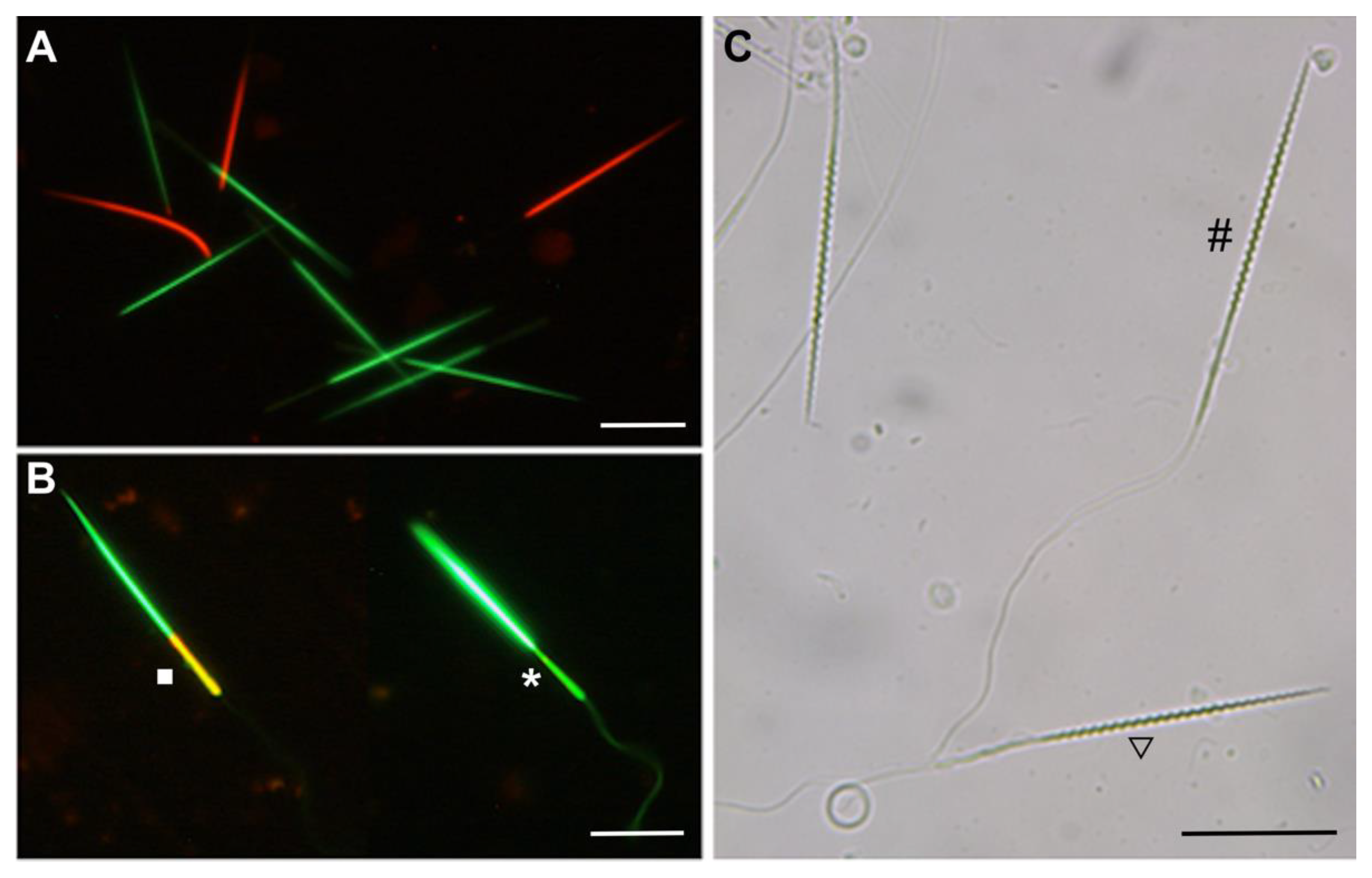 Animals 11 02884 g002 550