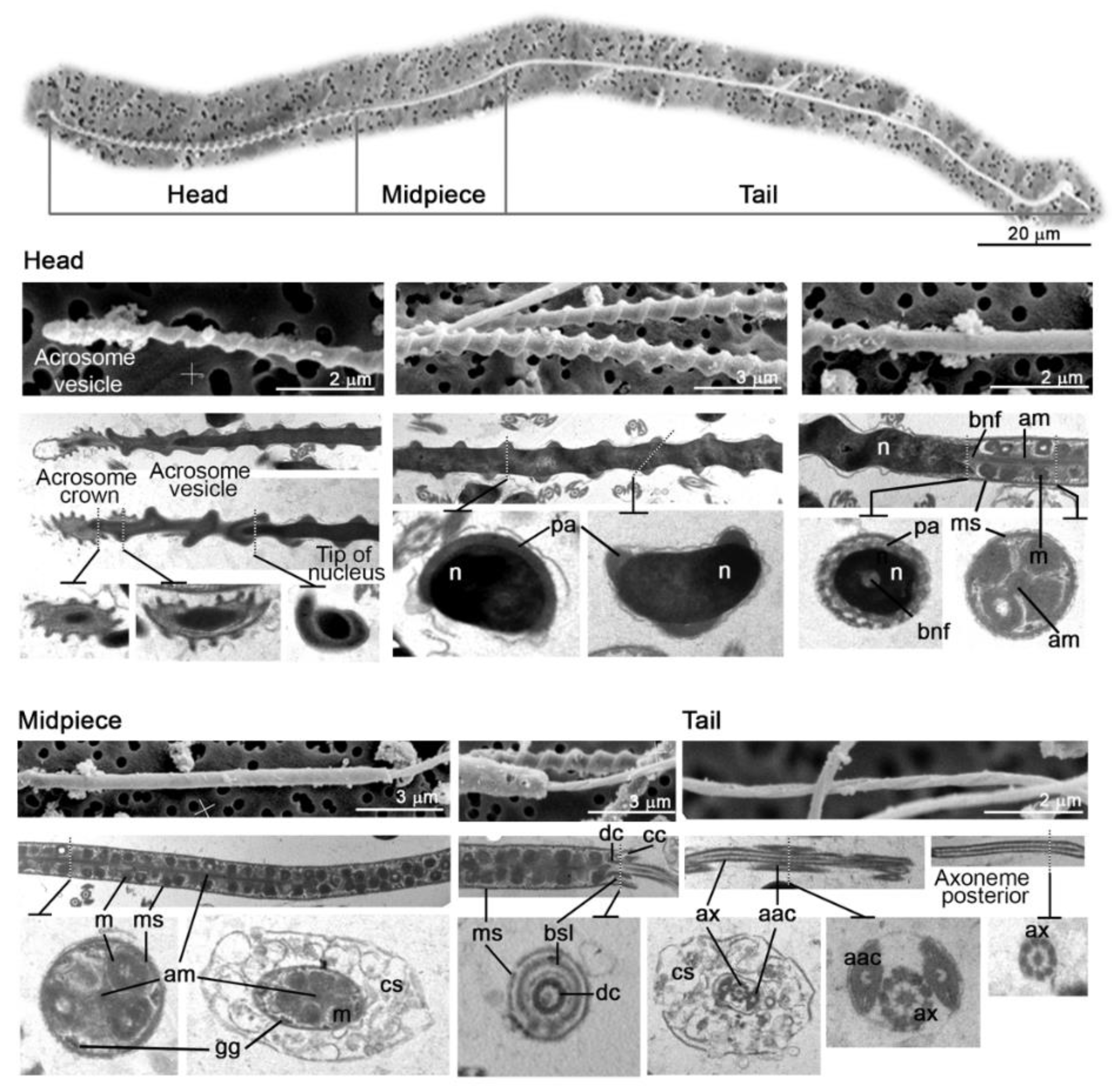 Animals 11 02884 g003 550