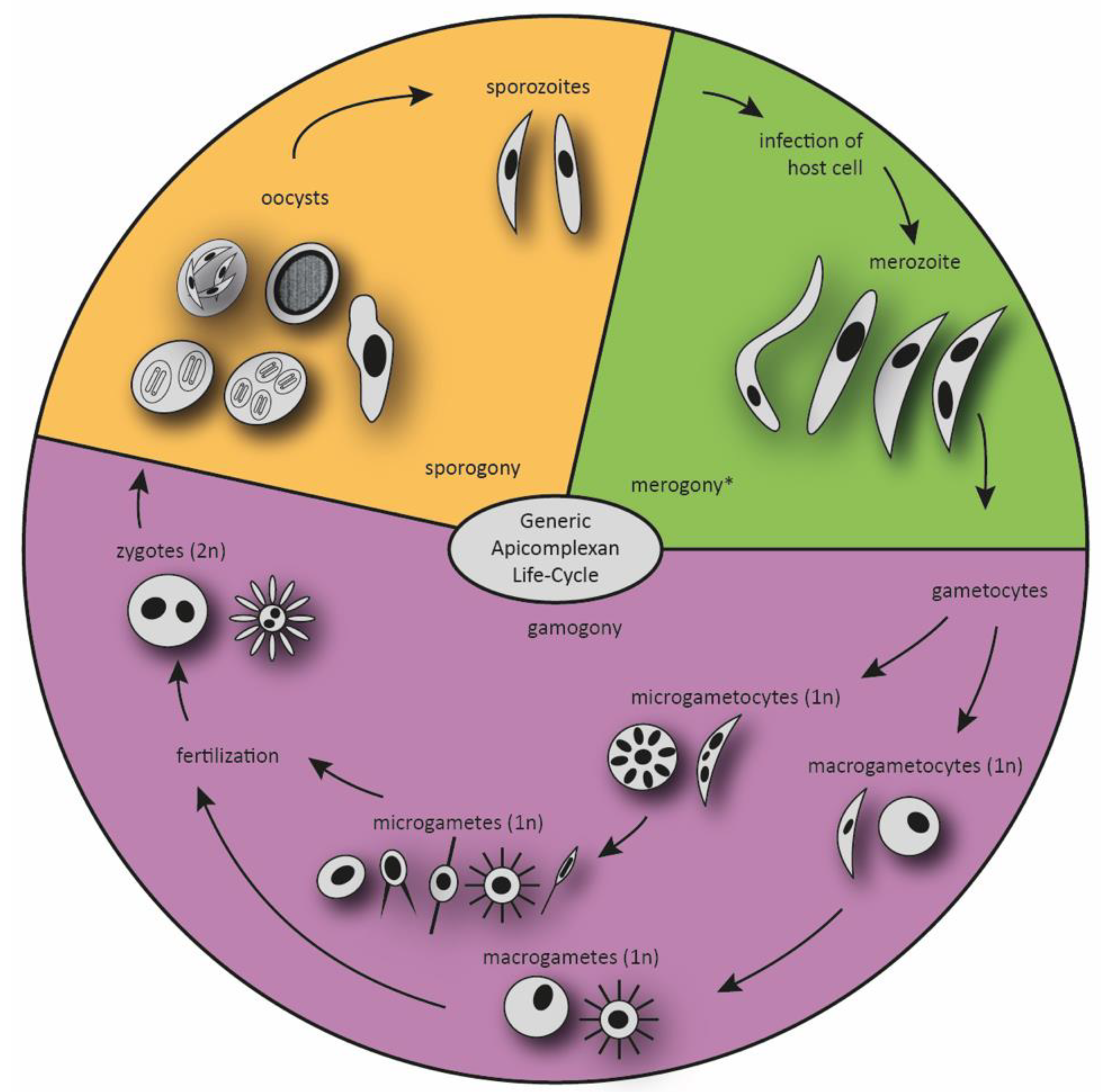 Animals | Free Full-Text | Sexual Development in Non-Human Parasitic Apicomplexa: Just Biology or Targets for Control? Animals | Free Full-Text | Sexual Development in Non-Human Parasitic Apicomplexa: Just Biology or Targets for Control?