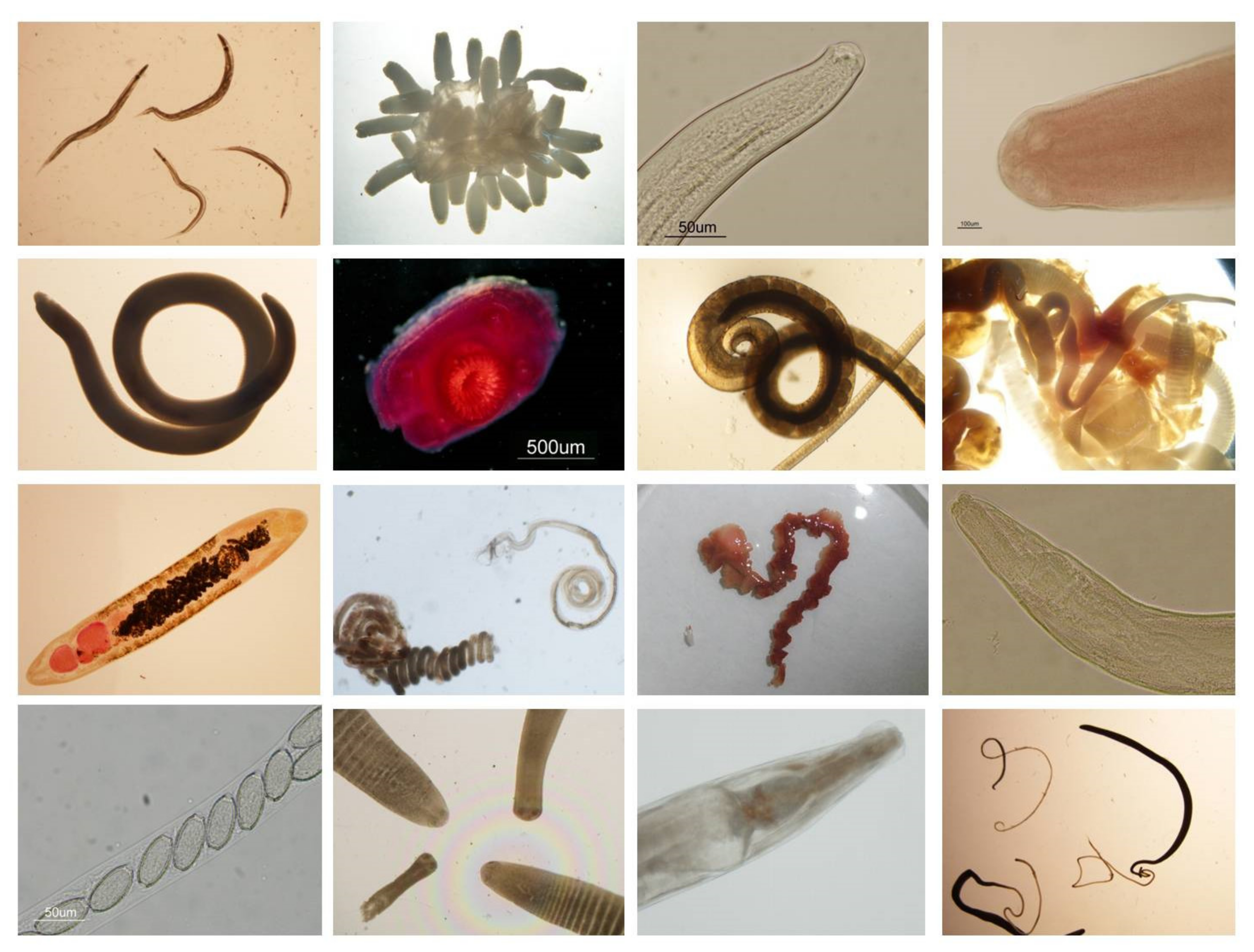 Animals 11 02926 g006 Animals 11 02926 g006