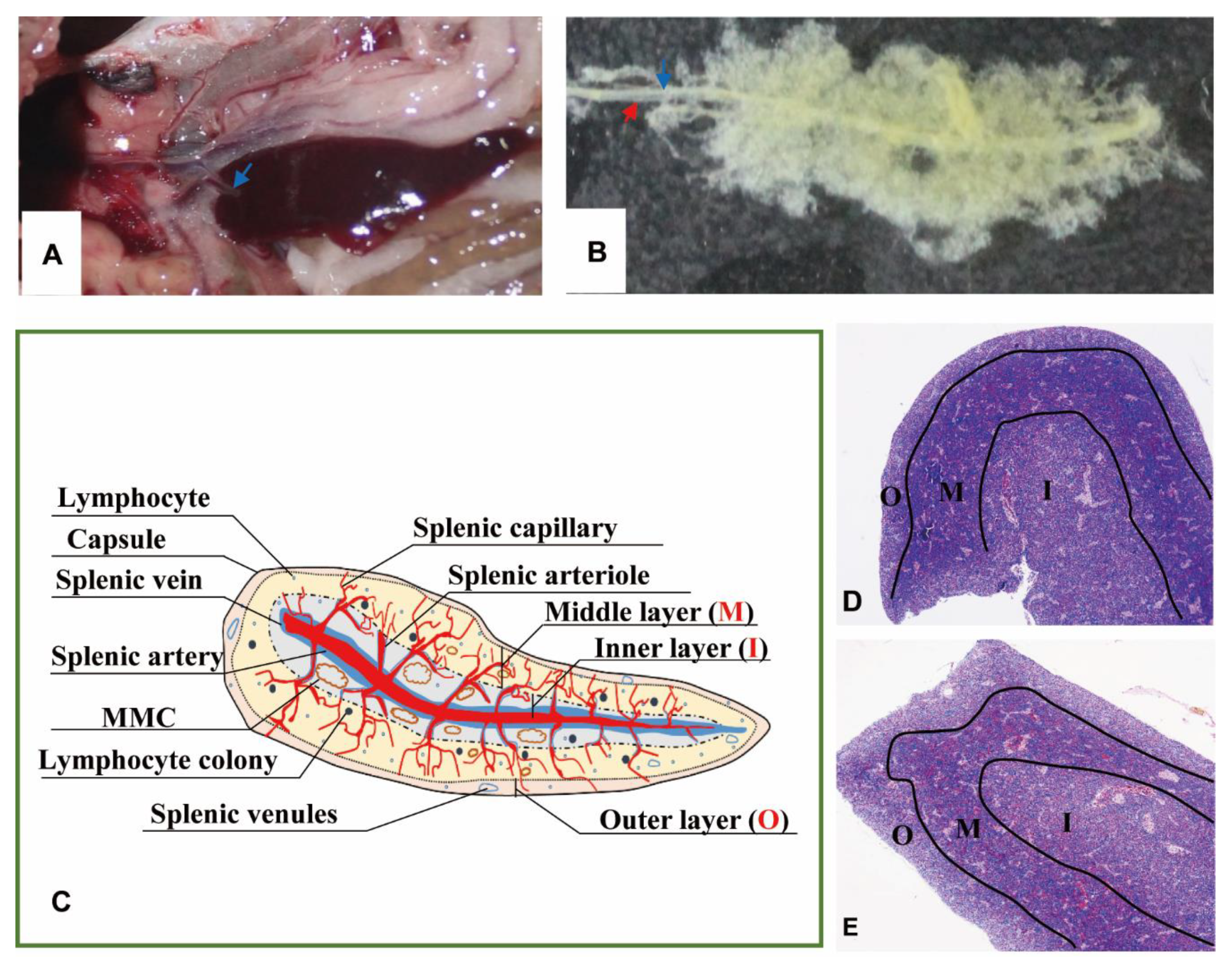 Animals 11 02934 g001