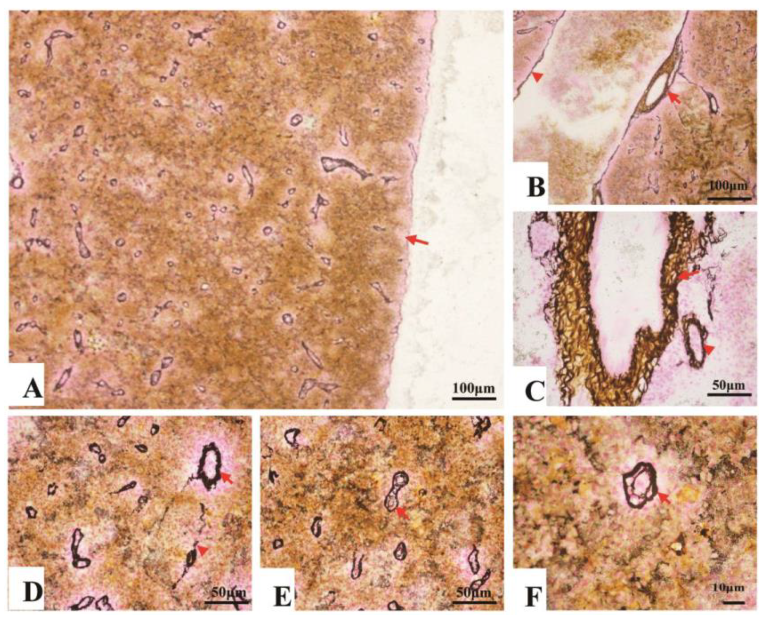 Animals 11 02934 g003