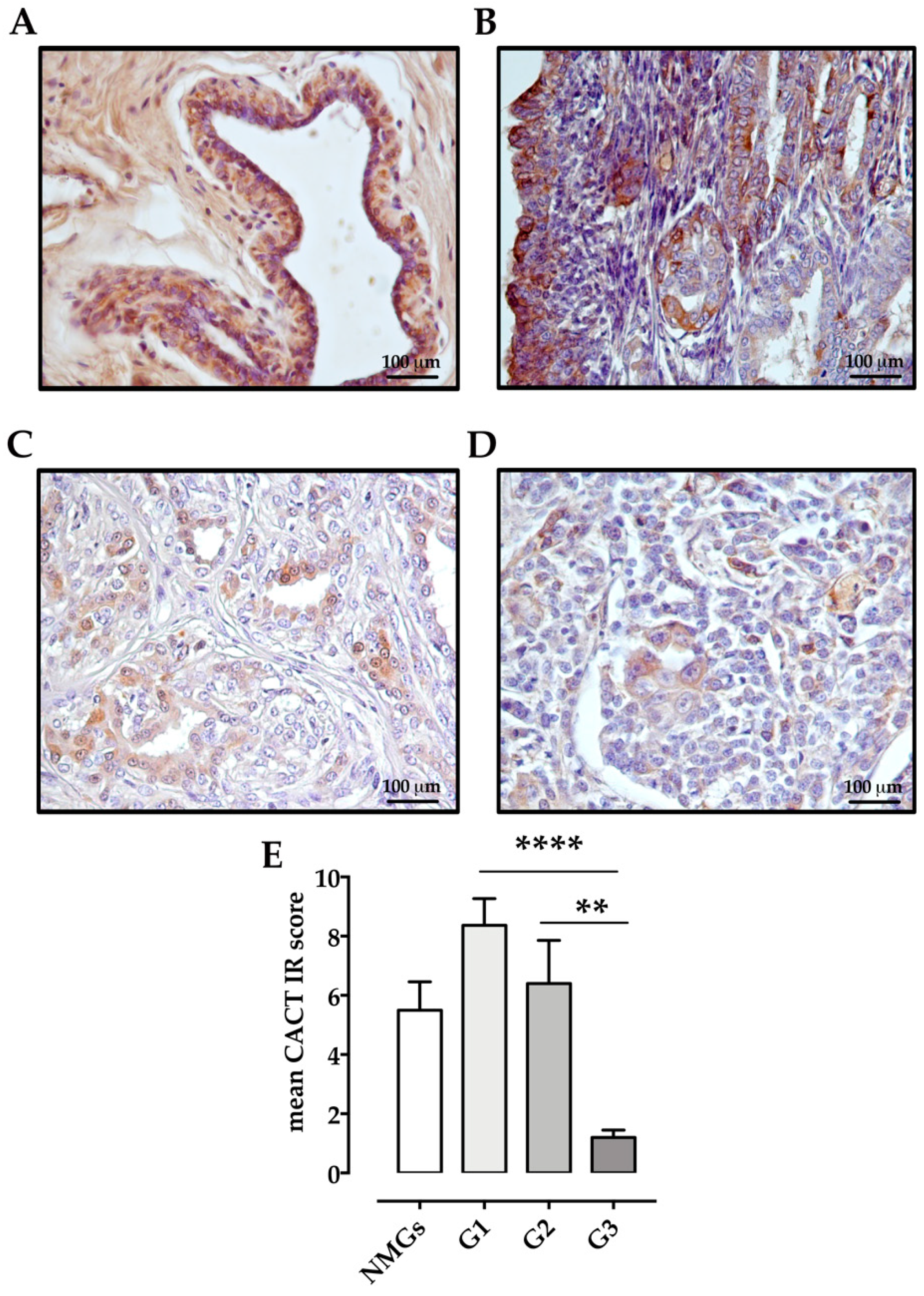 Animals 11 02969 g002