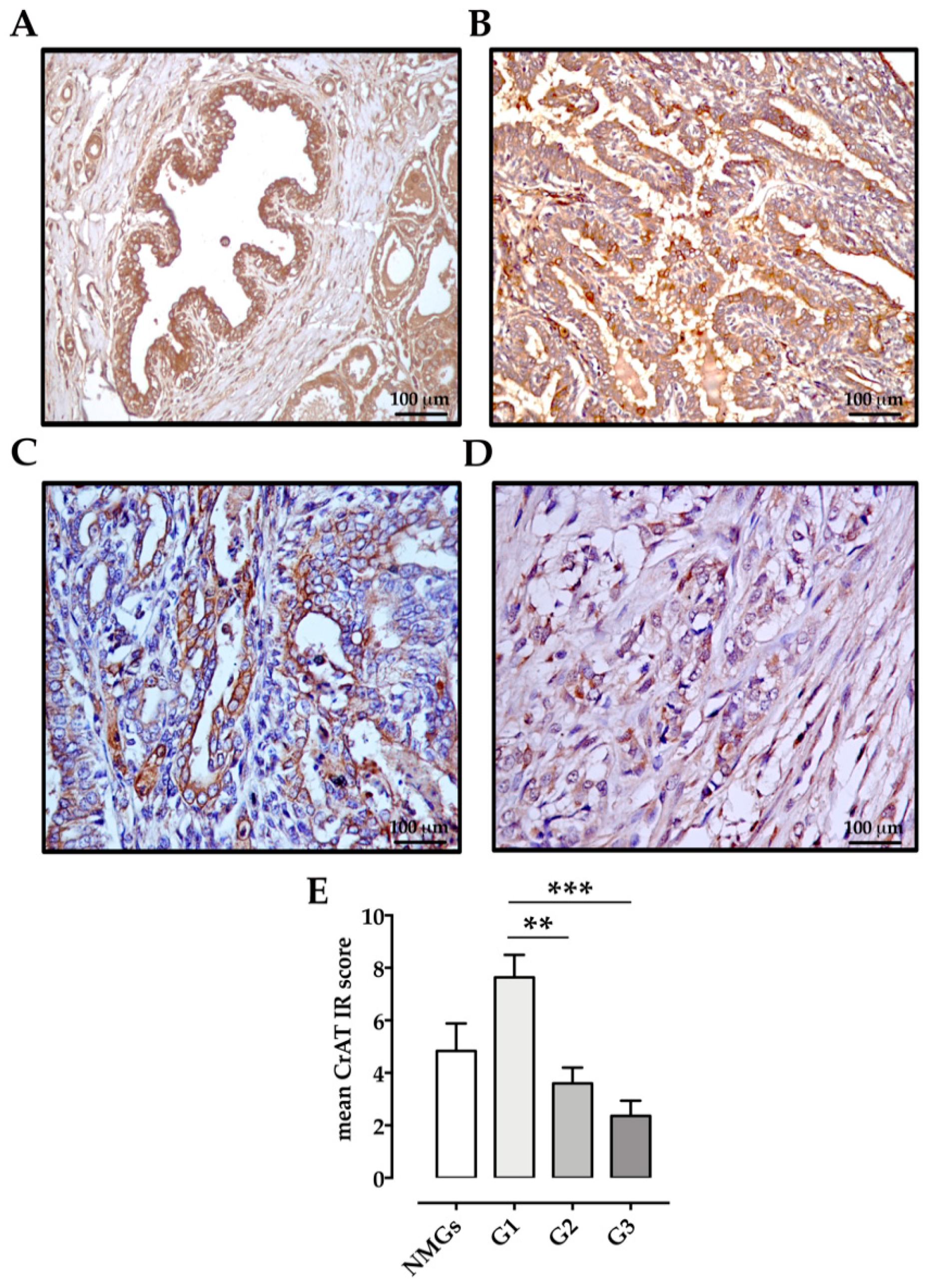 Animals 11 02969 g004