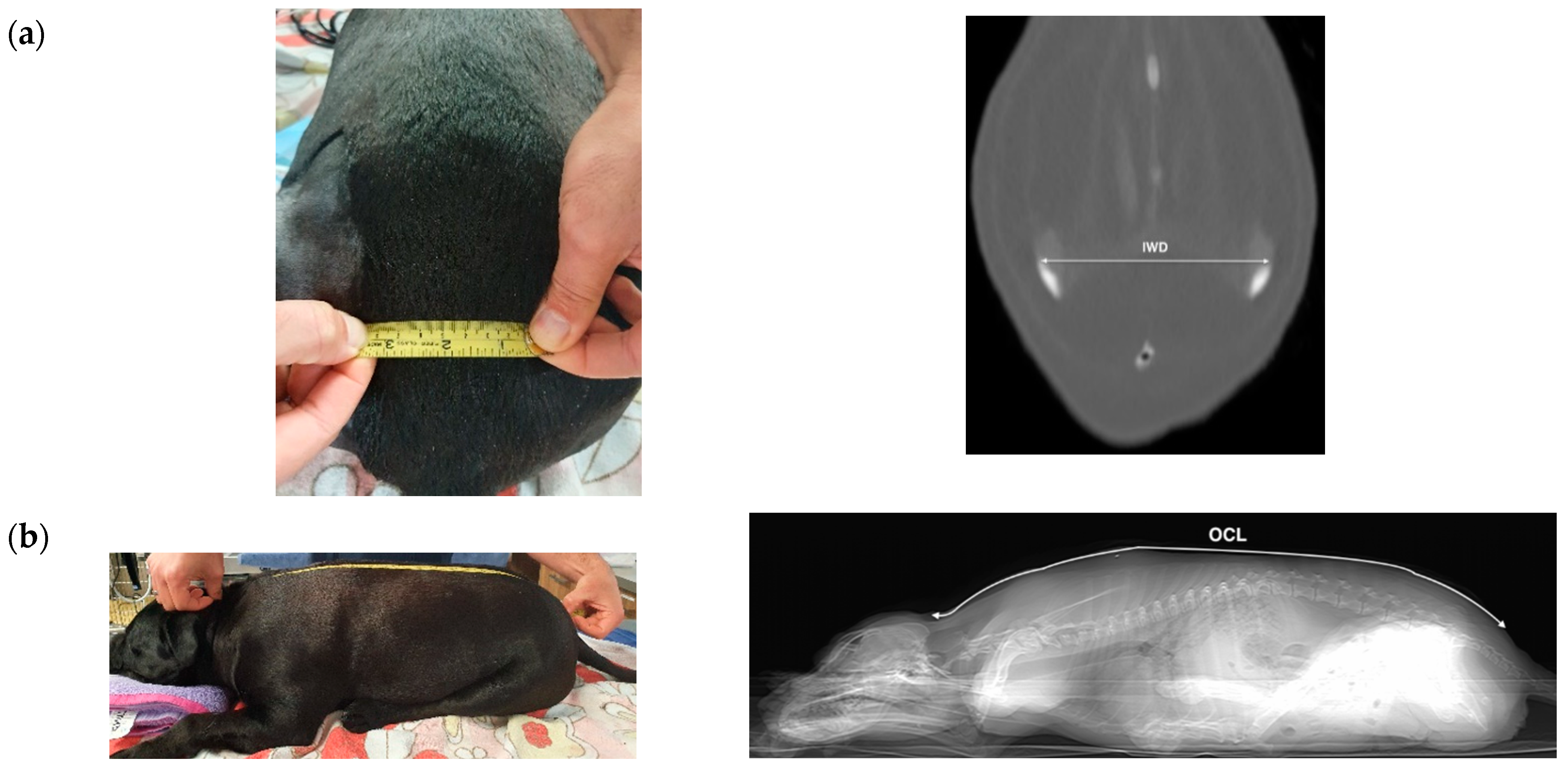 Animals 11 02974 g001