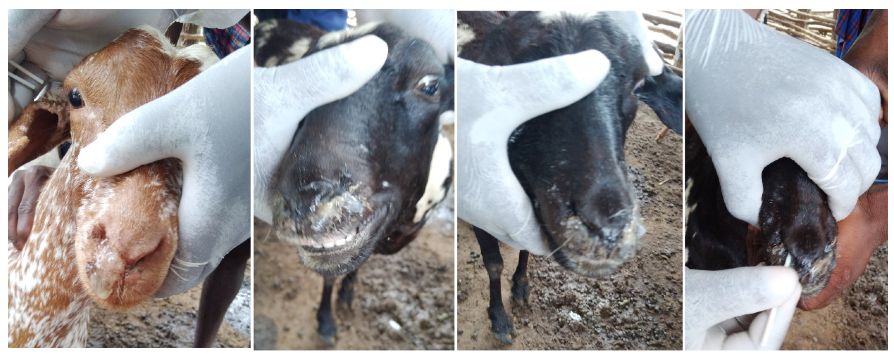 Animals 11 02976 g002