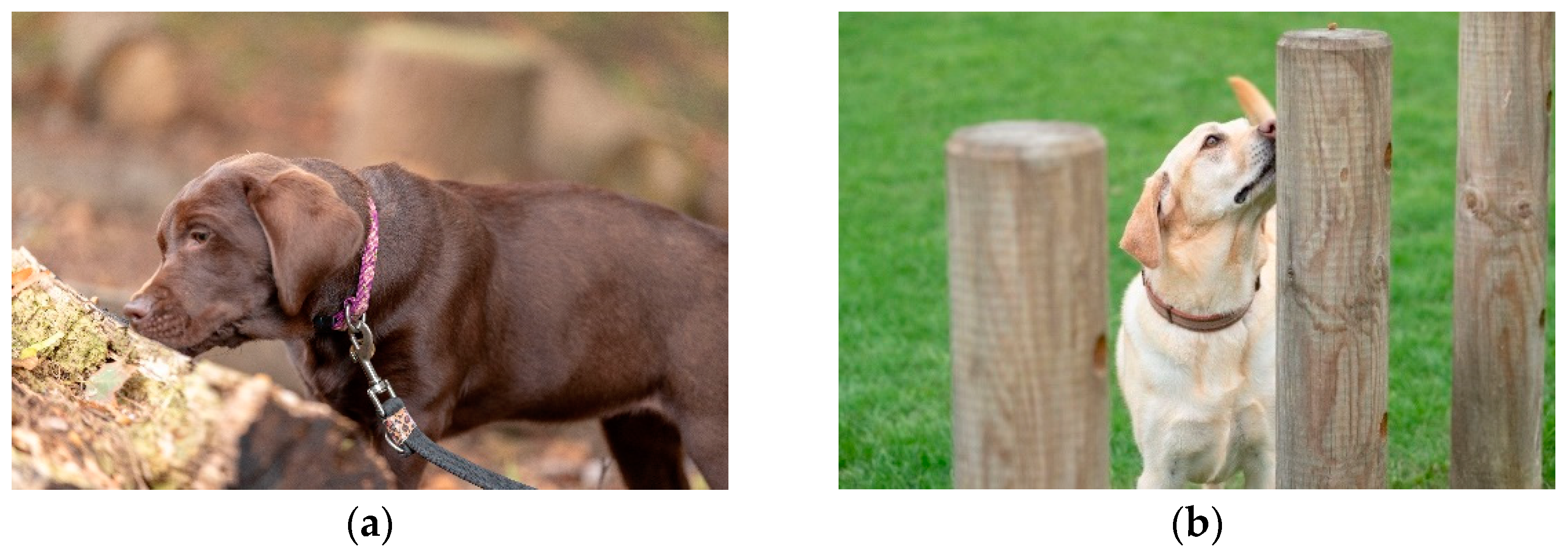 Animals 11 02980 g002 550