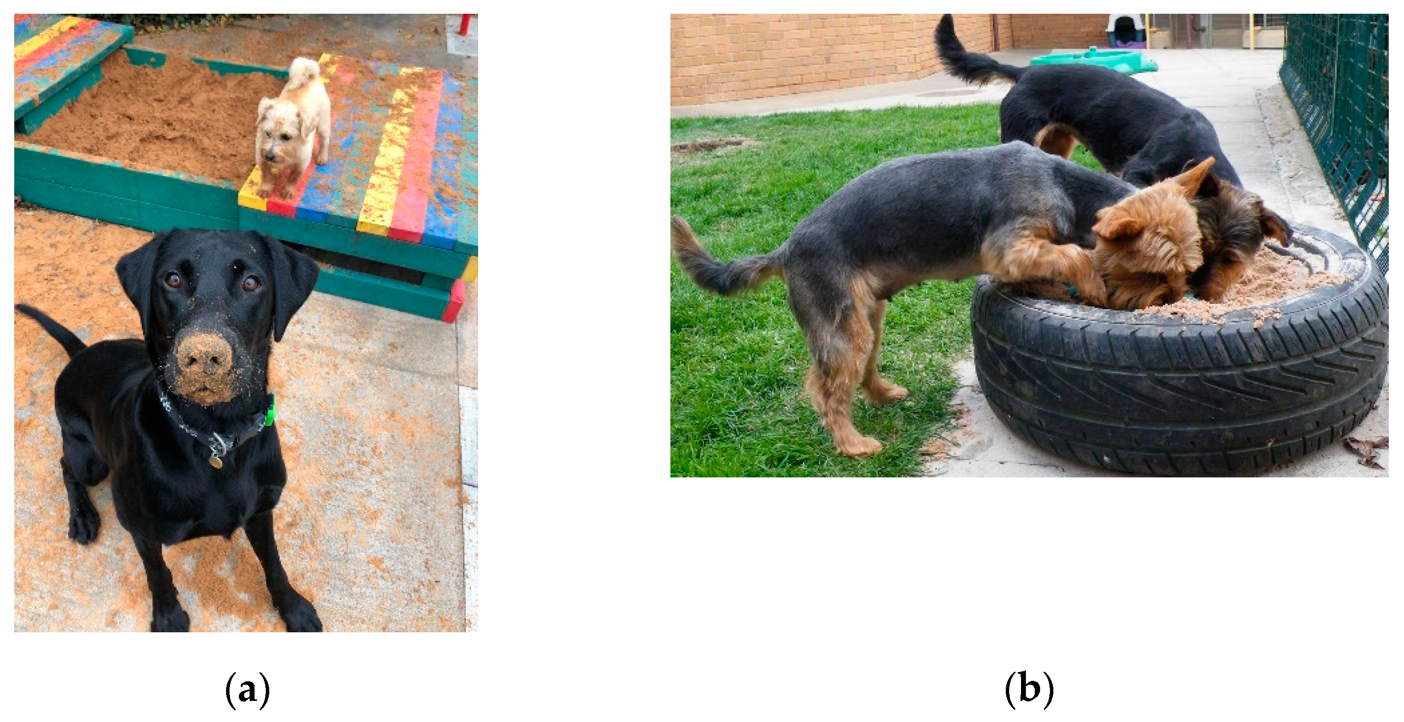 Animals 11 02980 g003 550