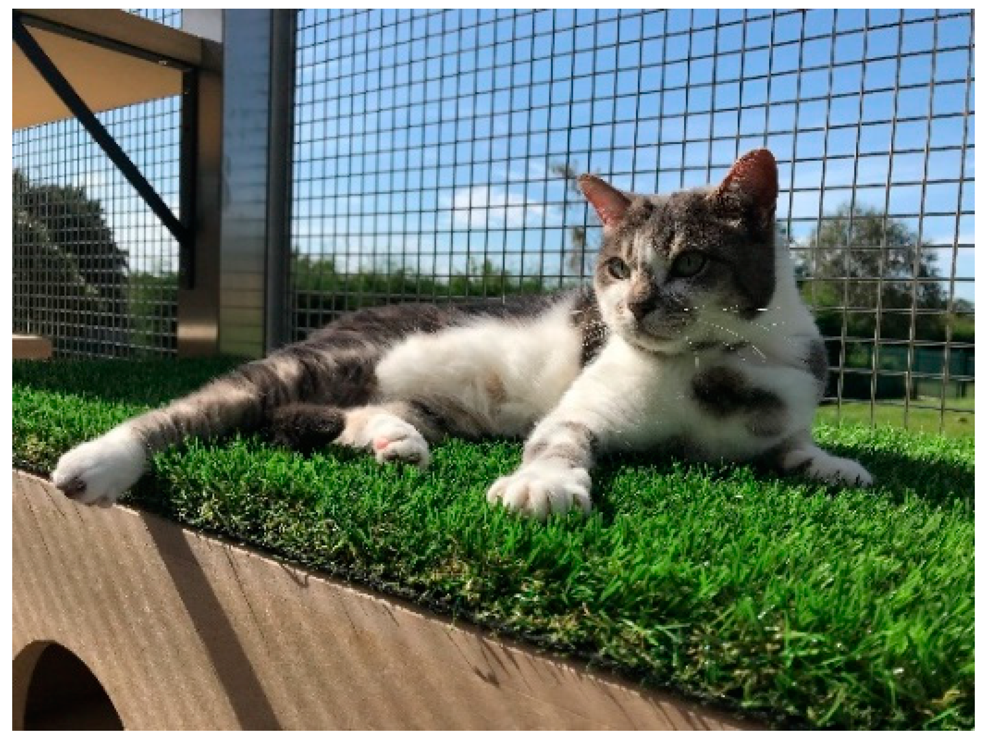 Animals 11 02980 g005 550