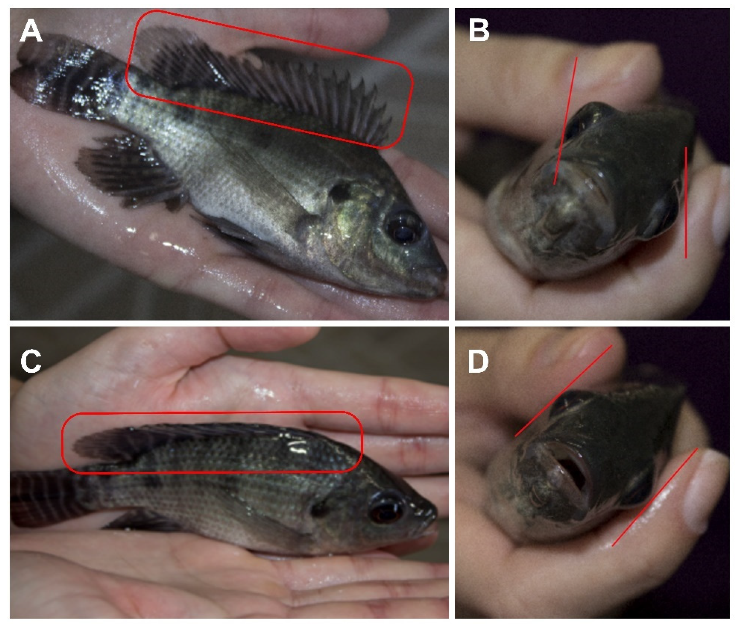 Animals 11 03007 g002