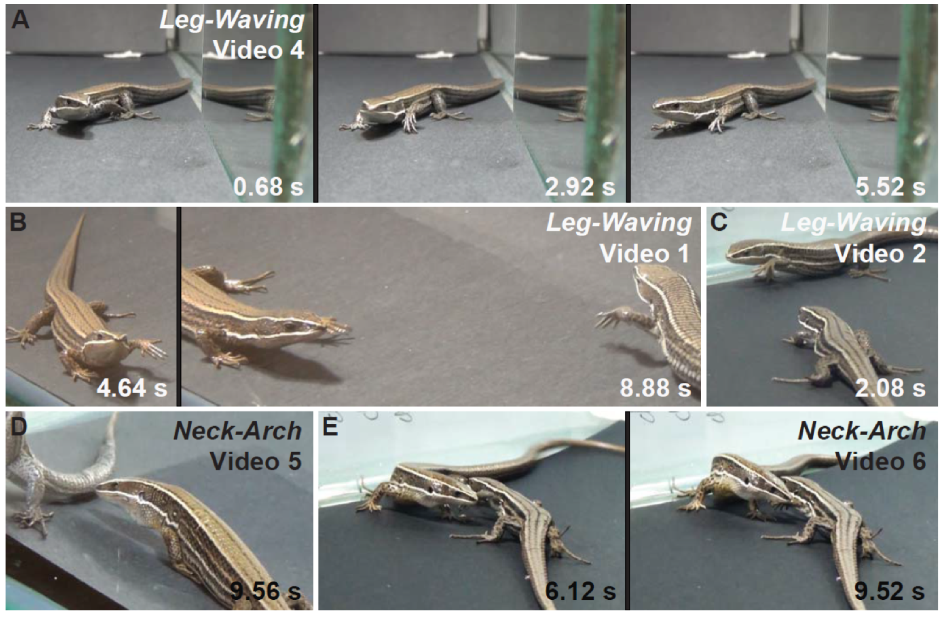 Animals 11 03022 g004 Animals 11 03022 g004