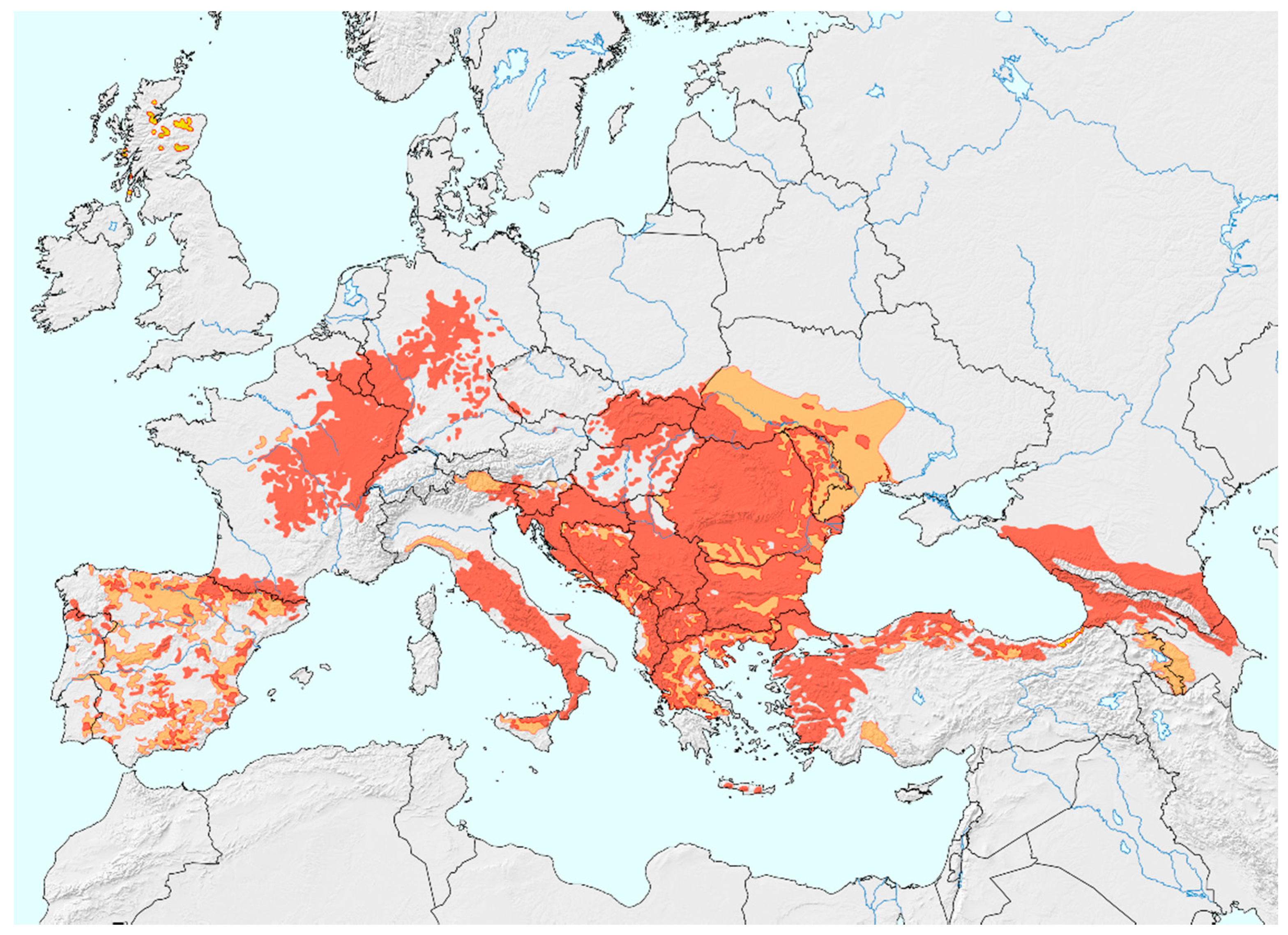 european wildcat