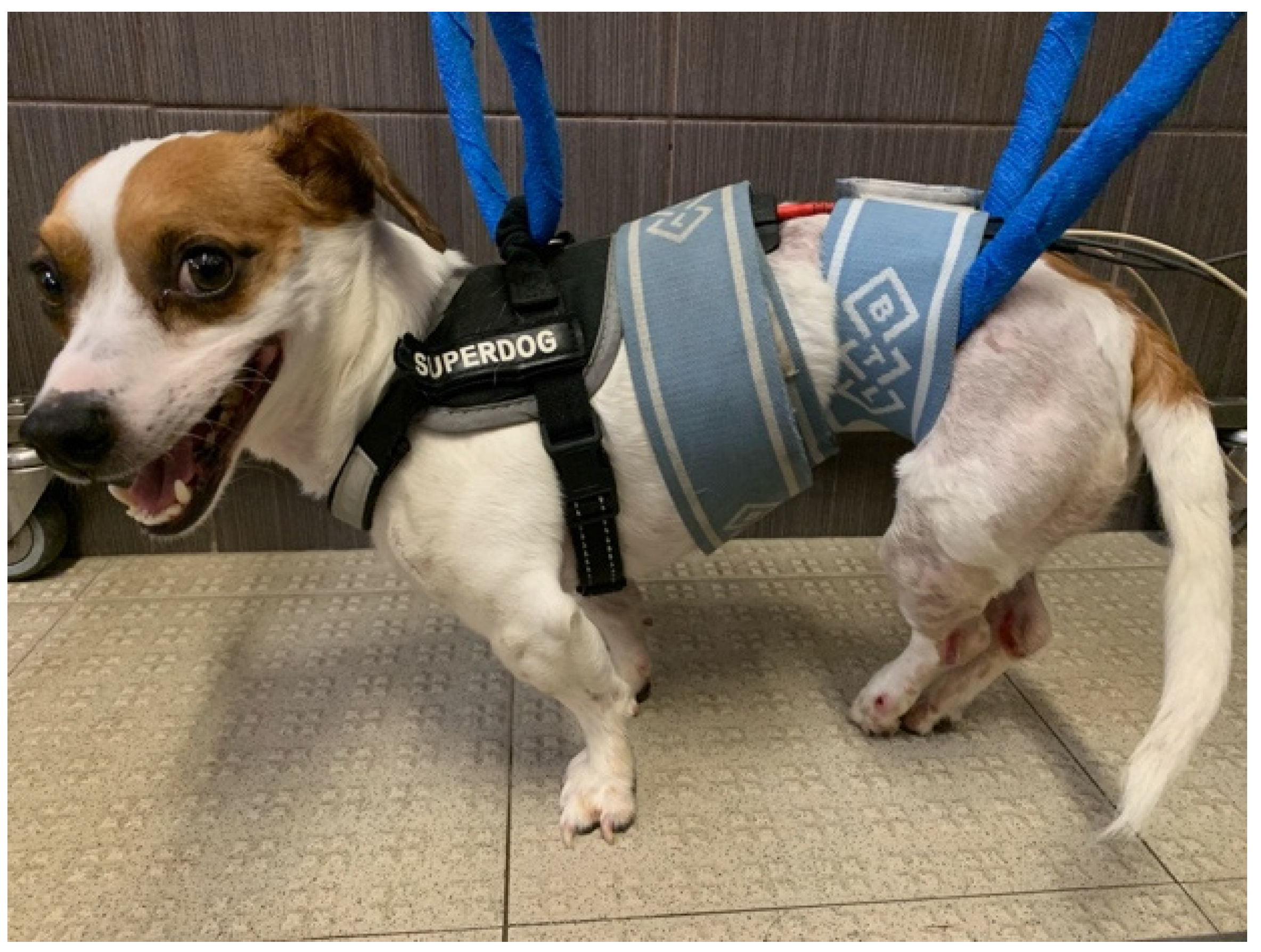 Animals 11 03034 g004