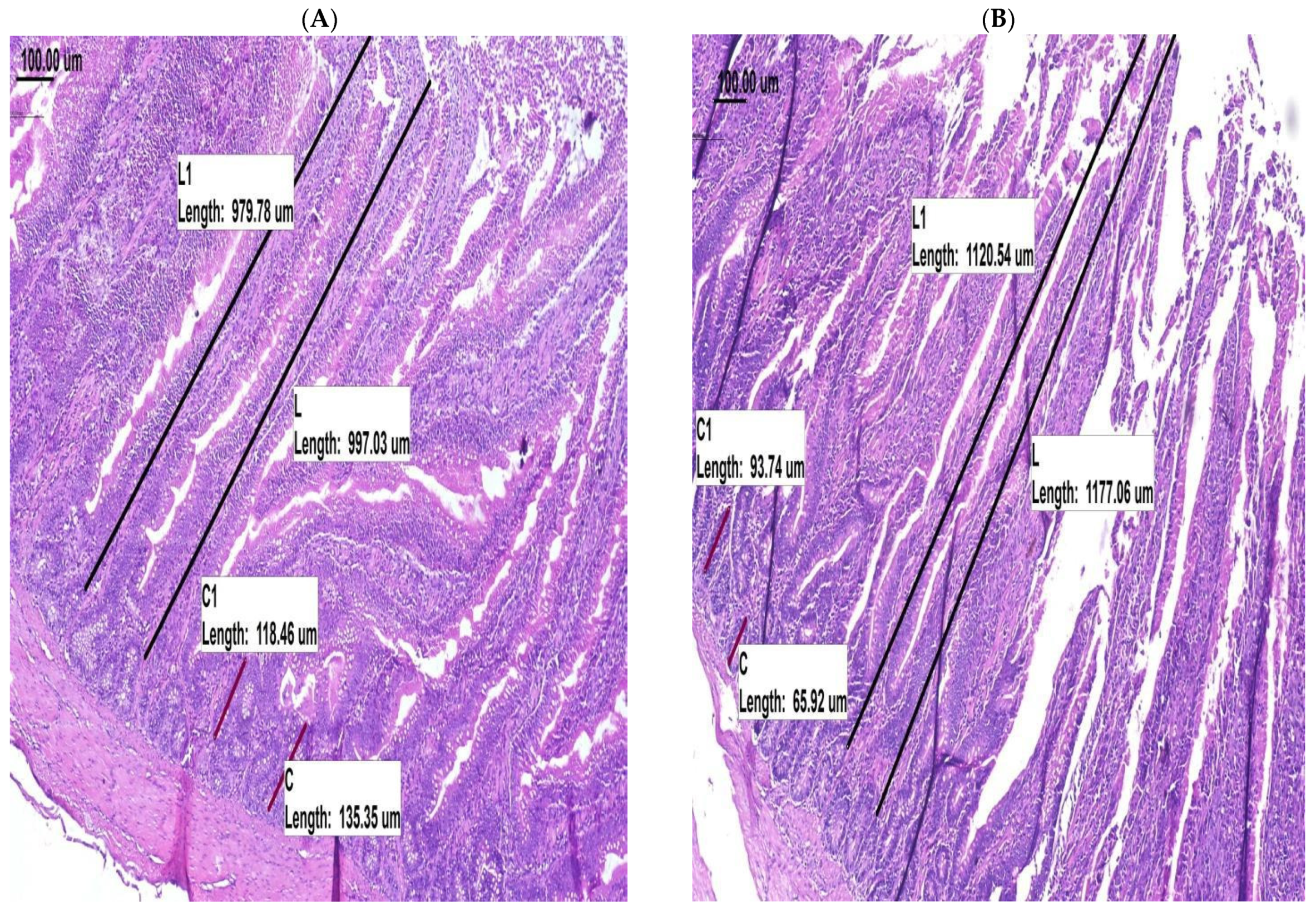 Animals 11 03037 g001