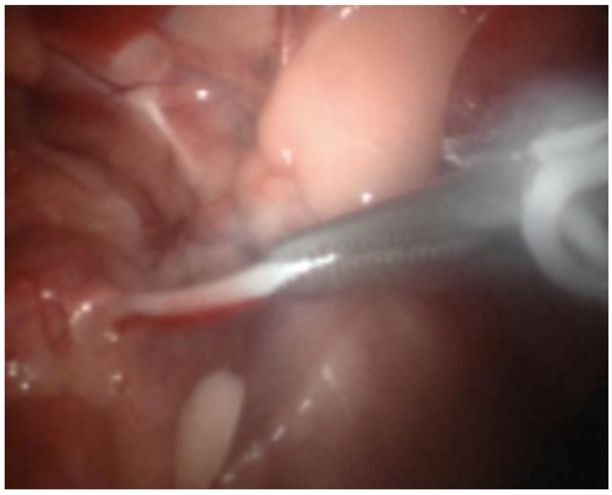 Animals 11 03041 g003 550