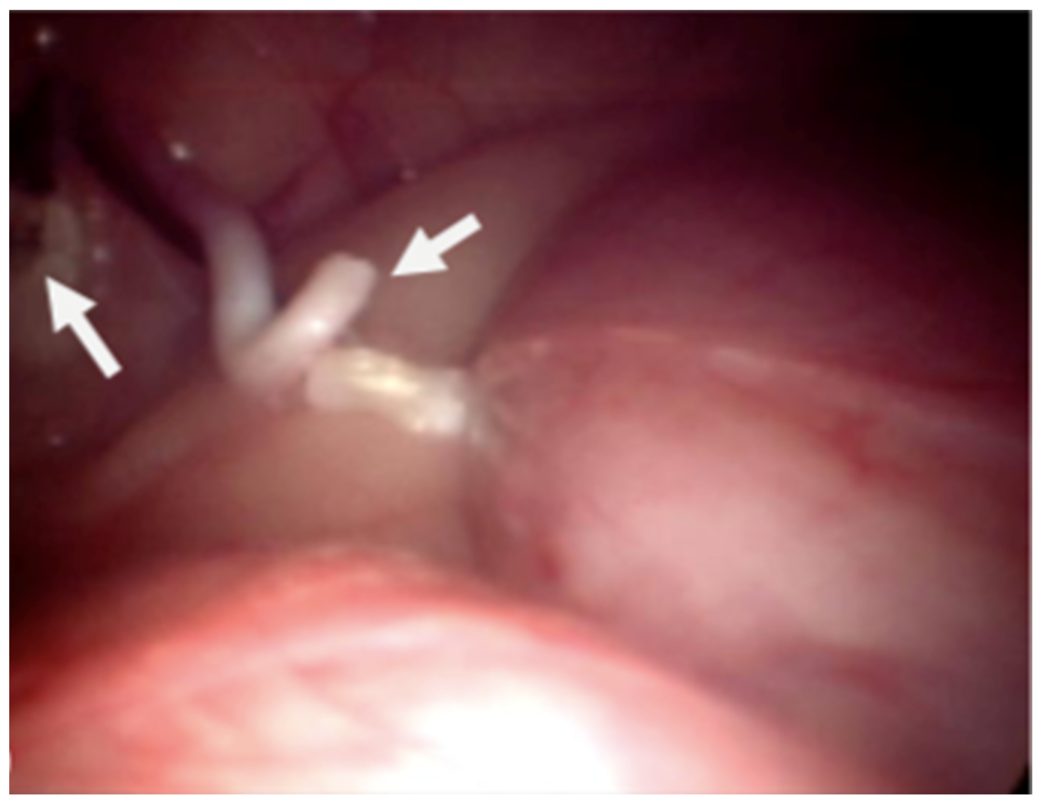 Animals 11 03041 g004 550