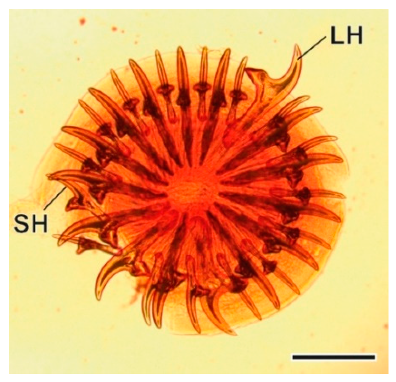 Animals 11 03055 g003