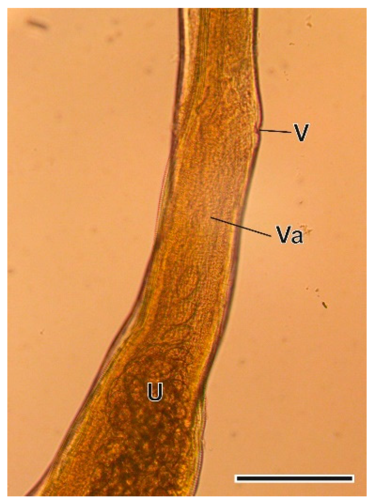 Animals 11 03055 g005