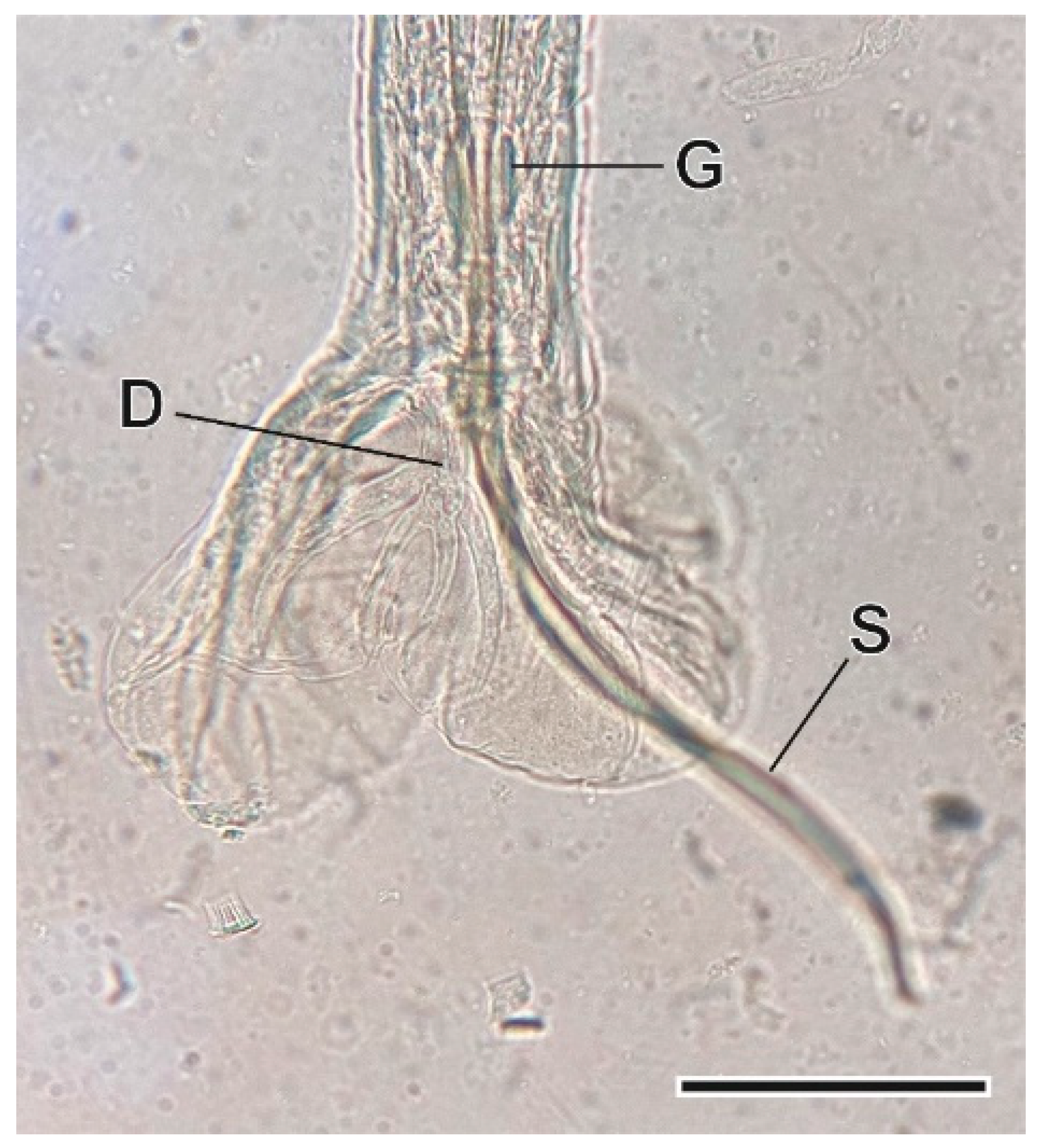 Animals 11 03055 g007