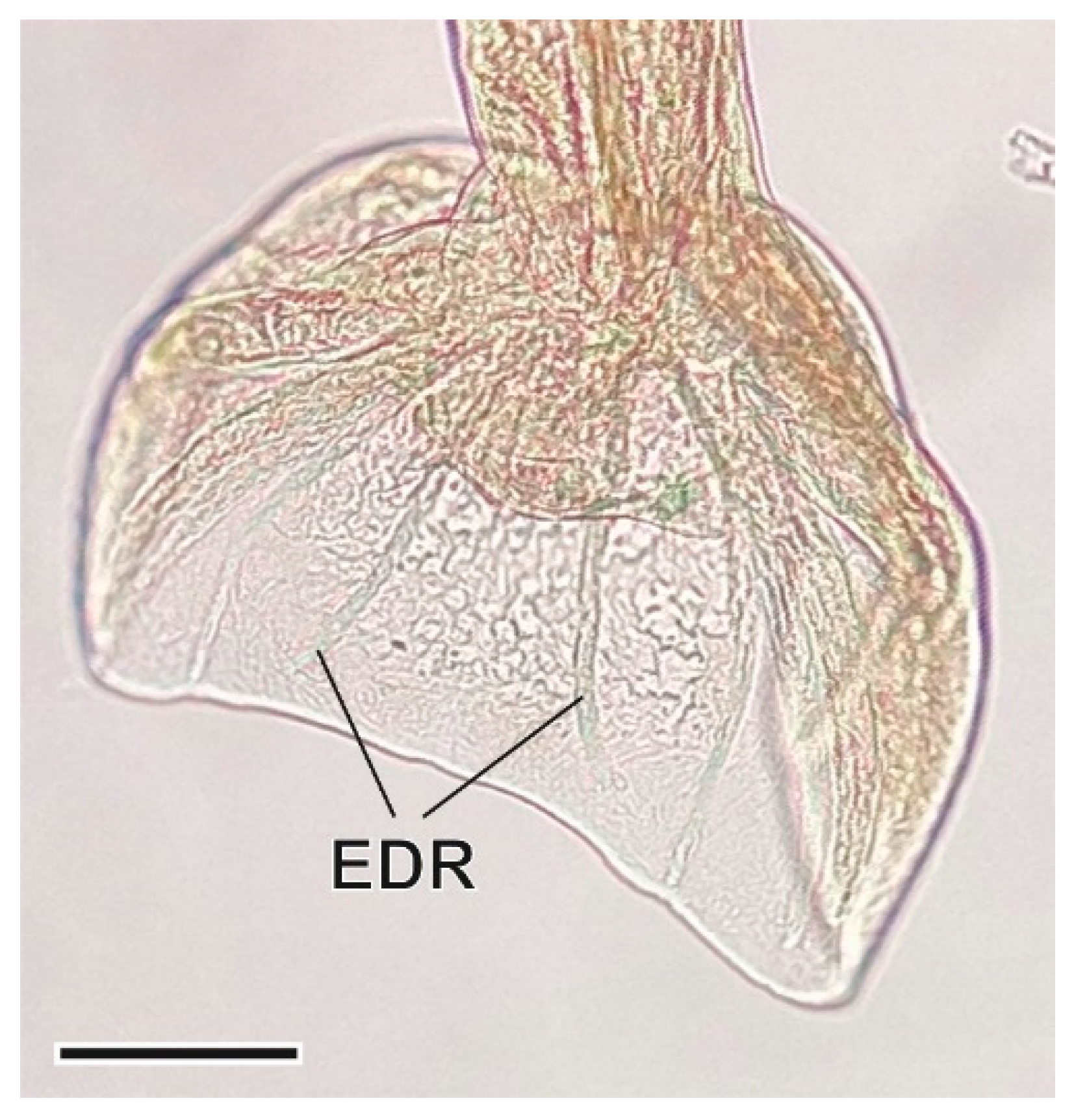 Animals 11 03055 g009