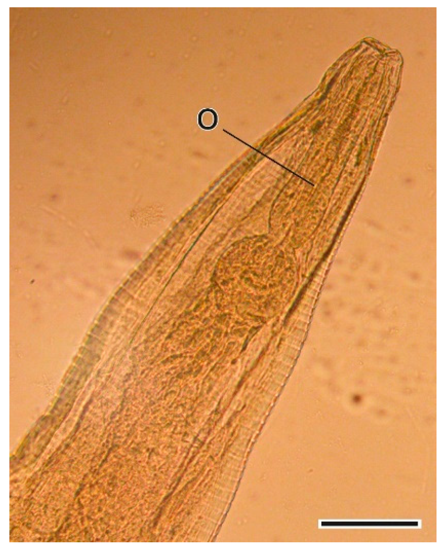 Animals 11 03055 g010