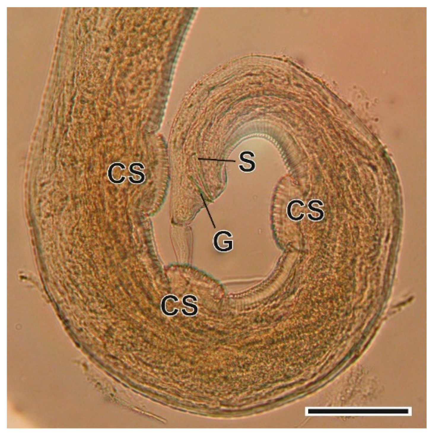 Animals 11 03055 g011