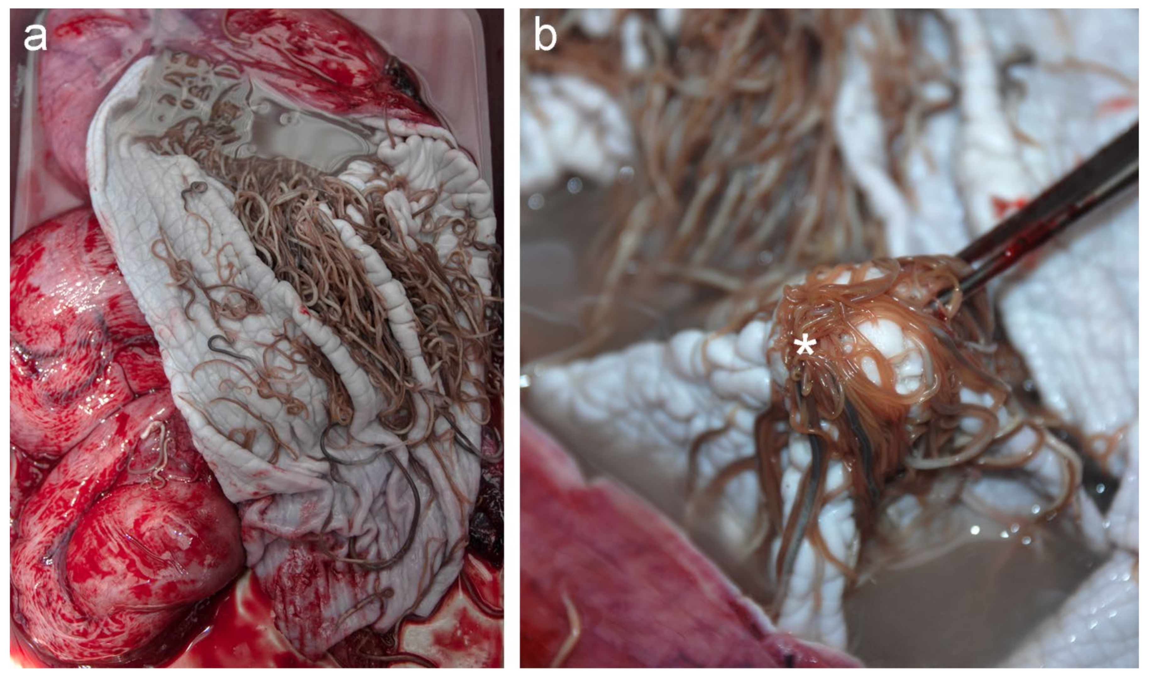 Animals 11 03058 g002