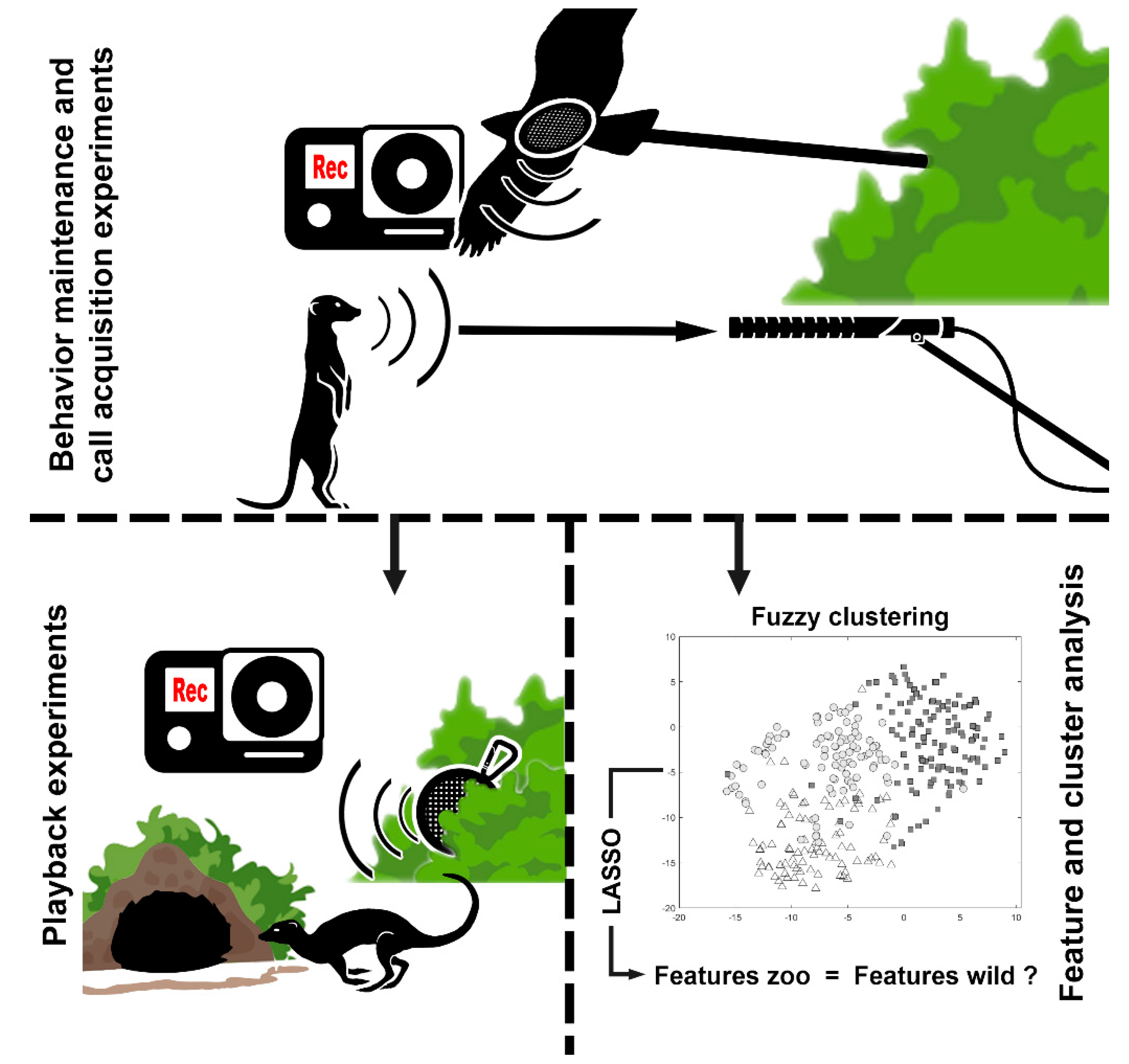 Animals | Free Full-Text | Discrimination of Acoustic Stimuli and Maintenance of Graded Alarm Call Structure in Captive Meerkats Animals | Free Full-Text | Discrimination of Acoustic Stimuli and Maintenance of Graded Alarm Call Structure in Captive Meerkats