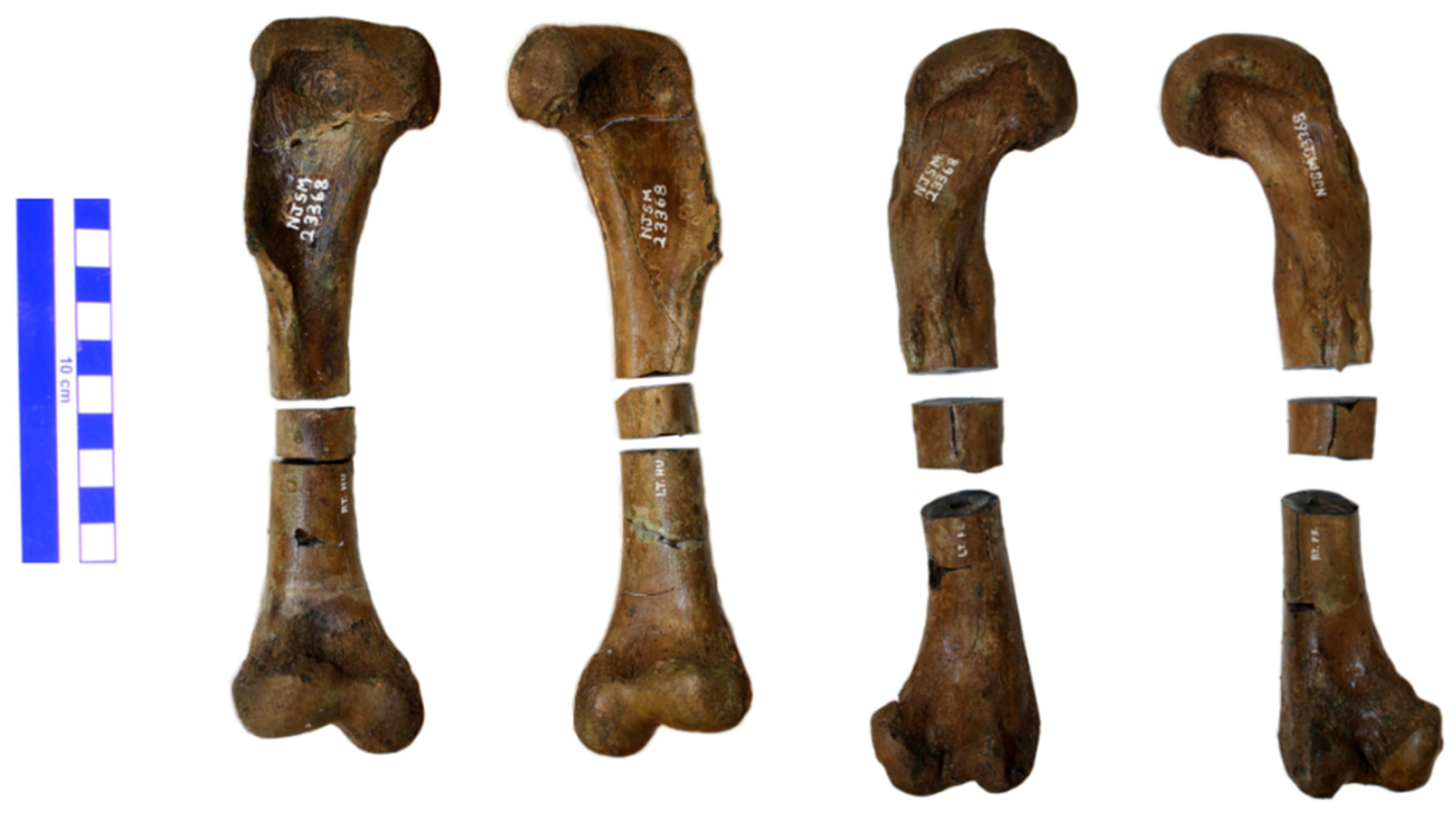 Animals 11 03067 g002