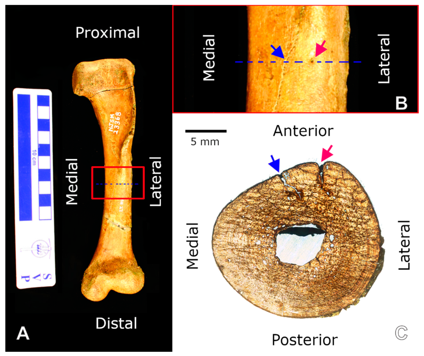 Animals 11 03067 g003