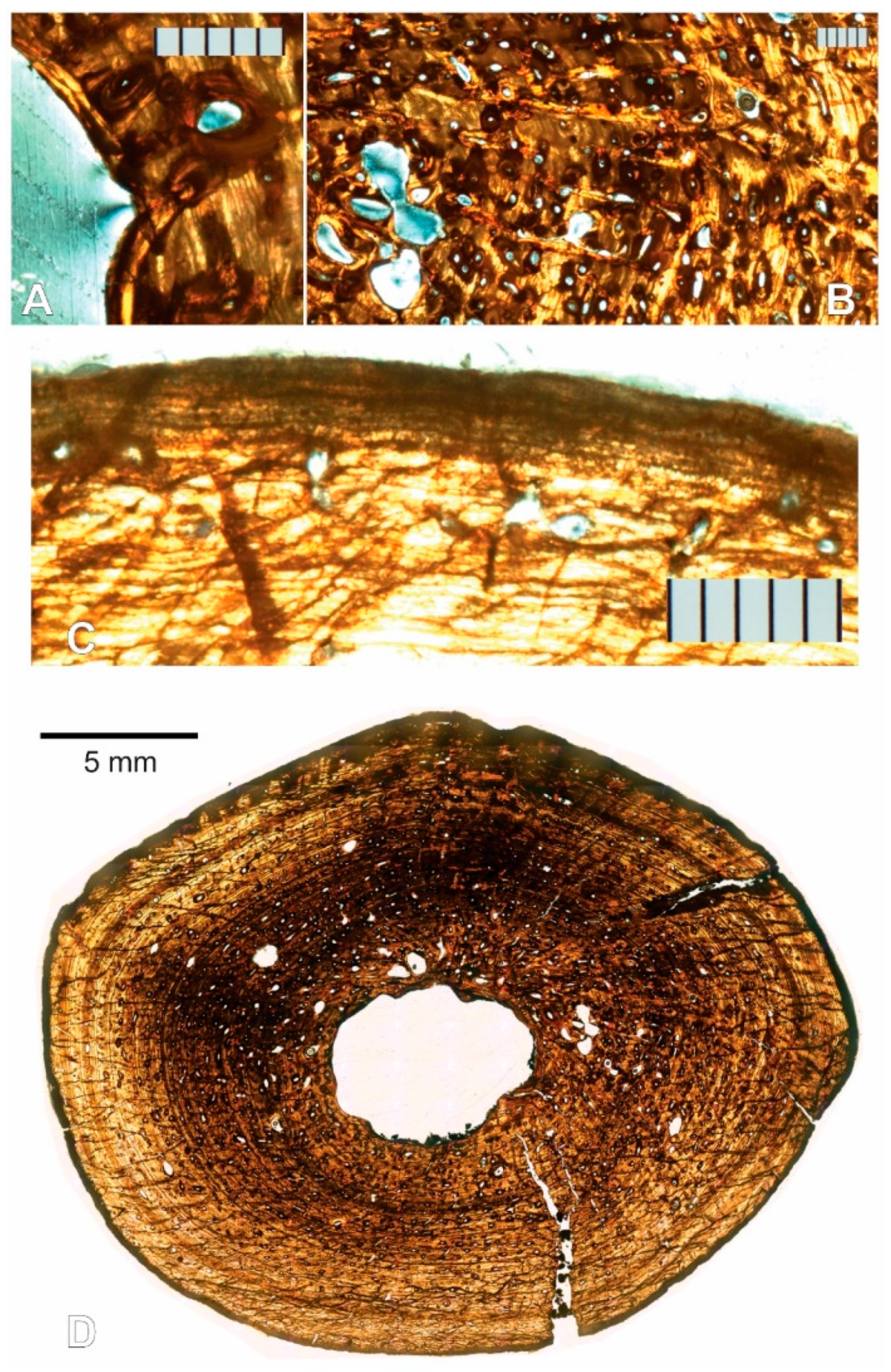 Animals 11 03067 g008