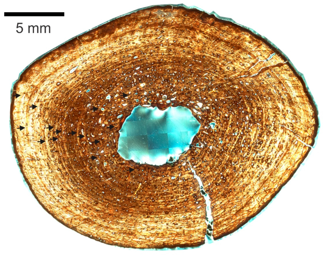 Animals 11 03067 g009