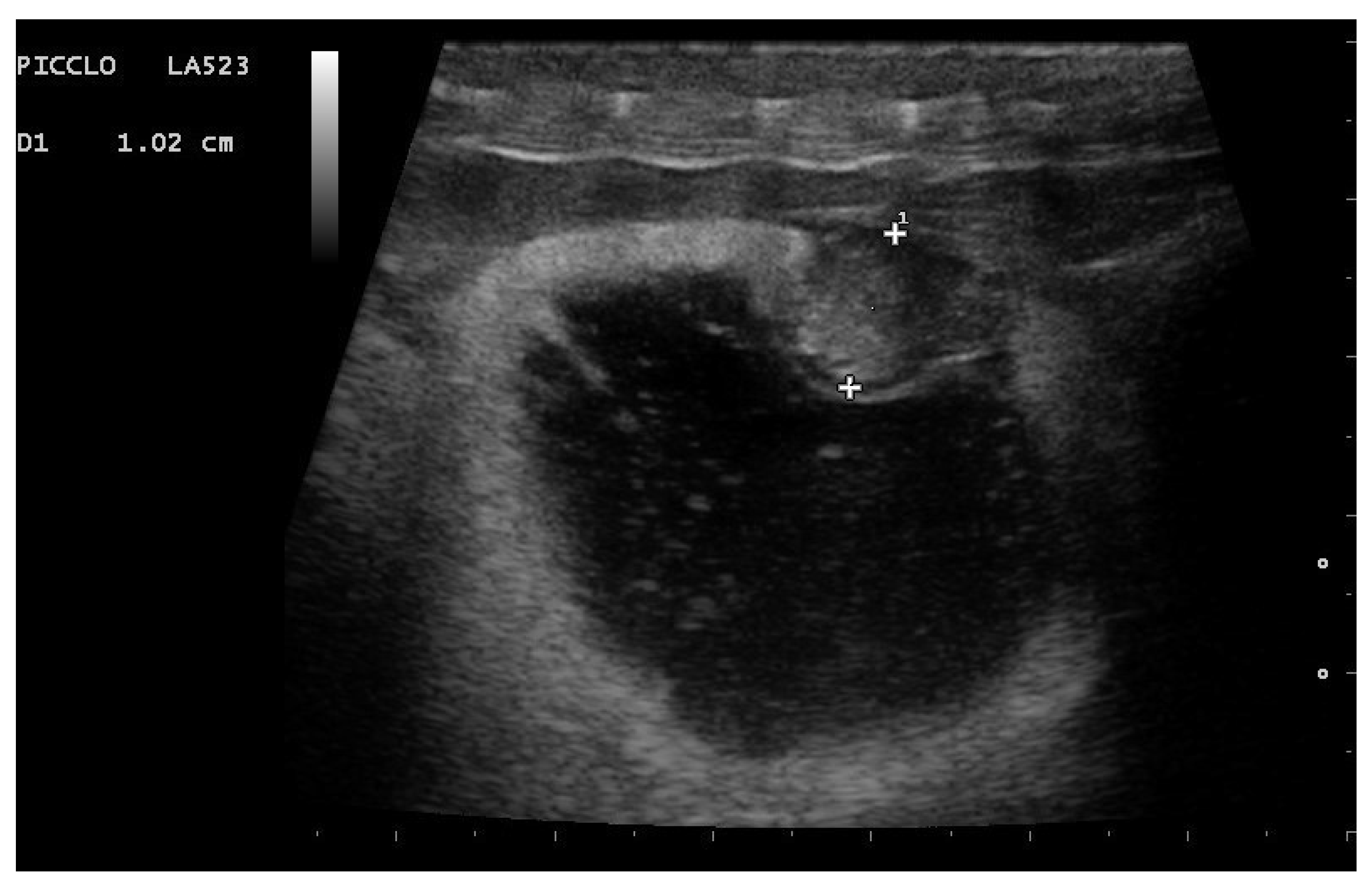 Animals 11 03069 g011 Animals 11 03069 g011